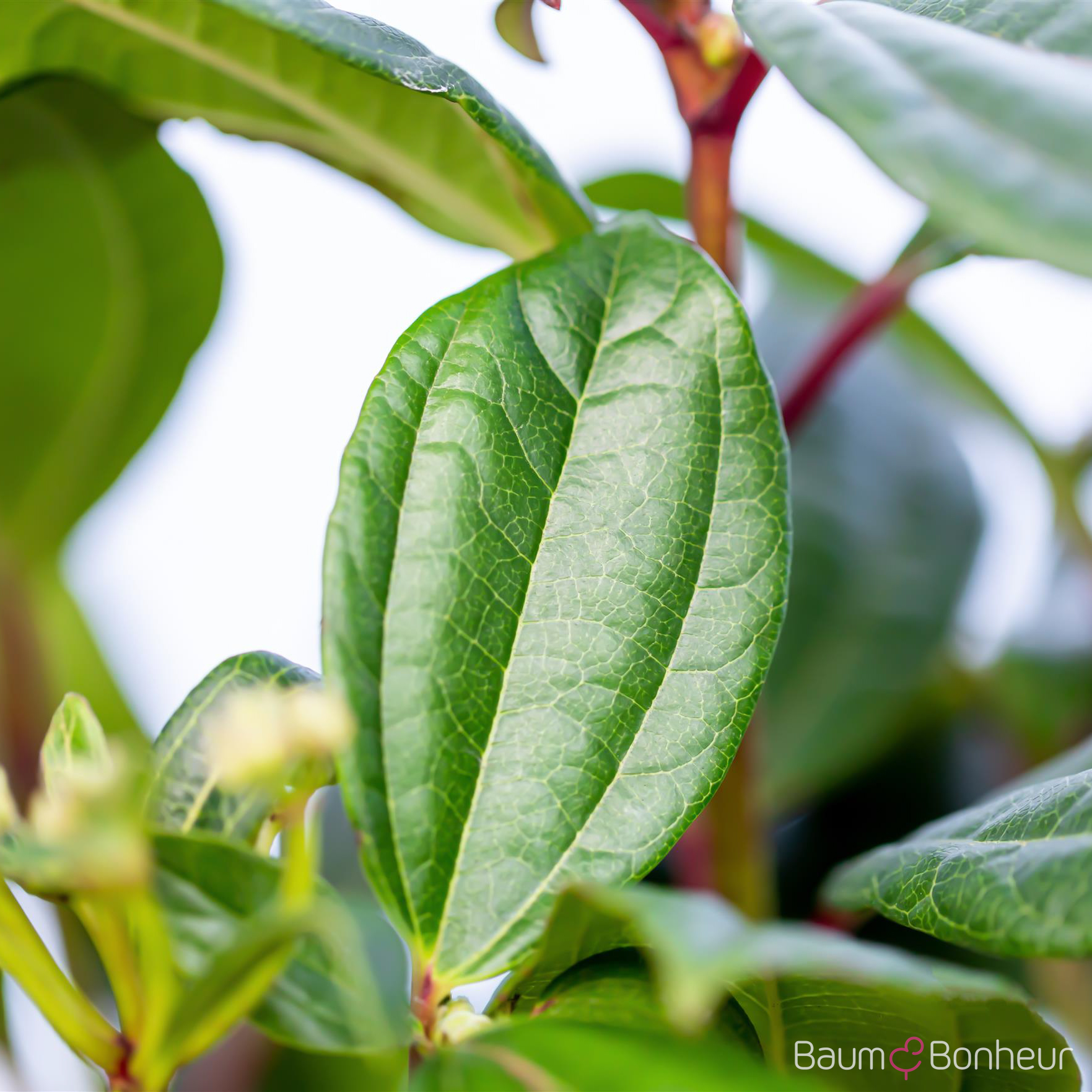 Viburnum davidii