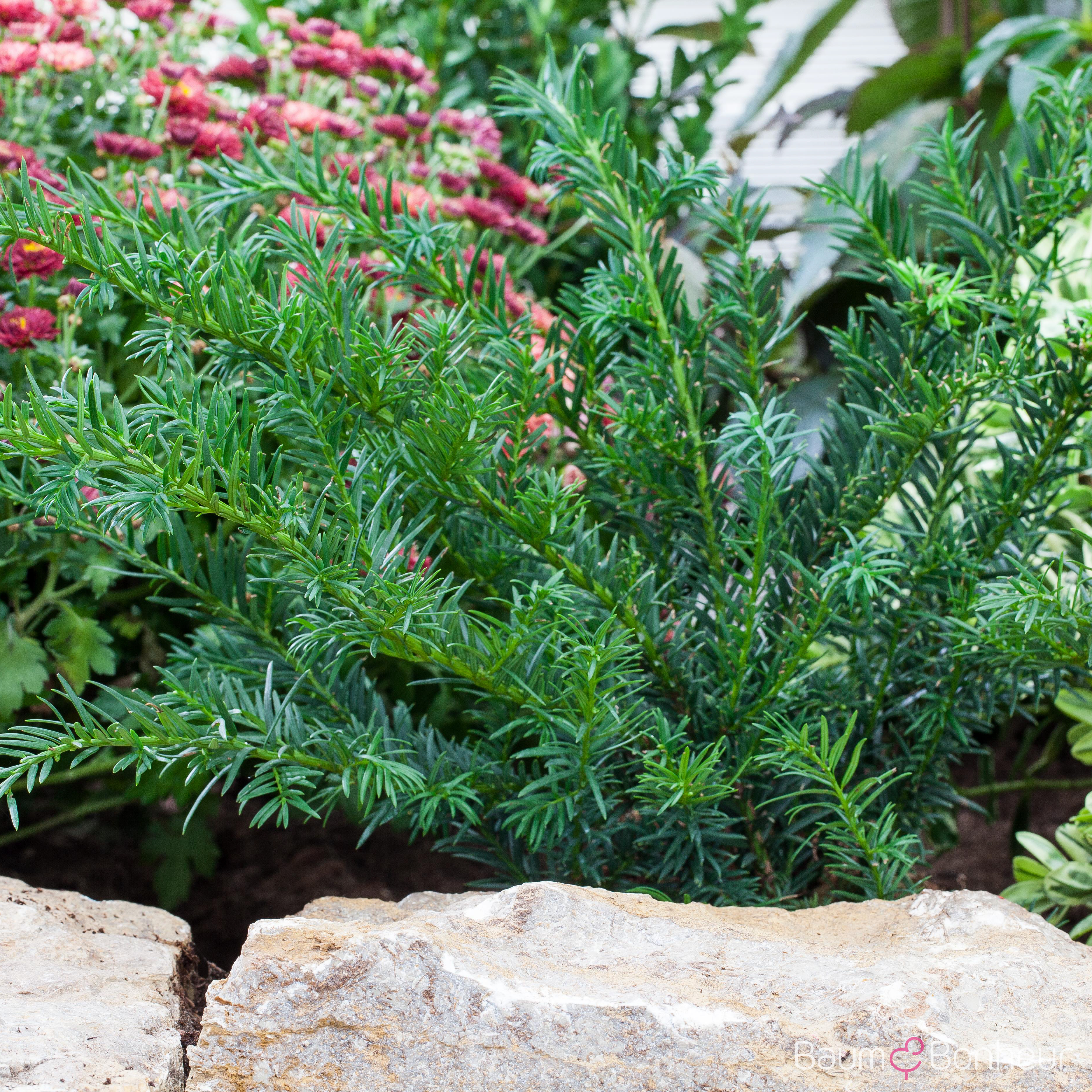 Taxus baccata 'Repandens'