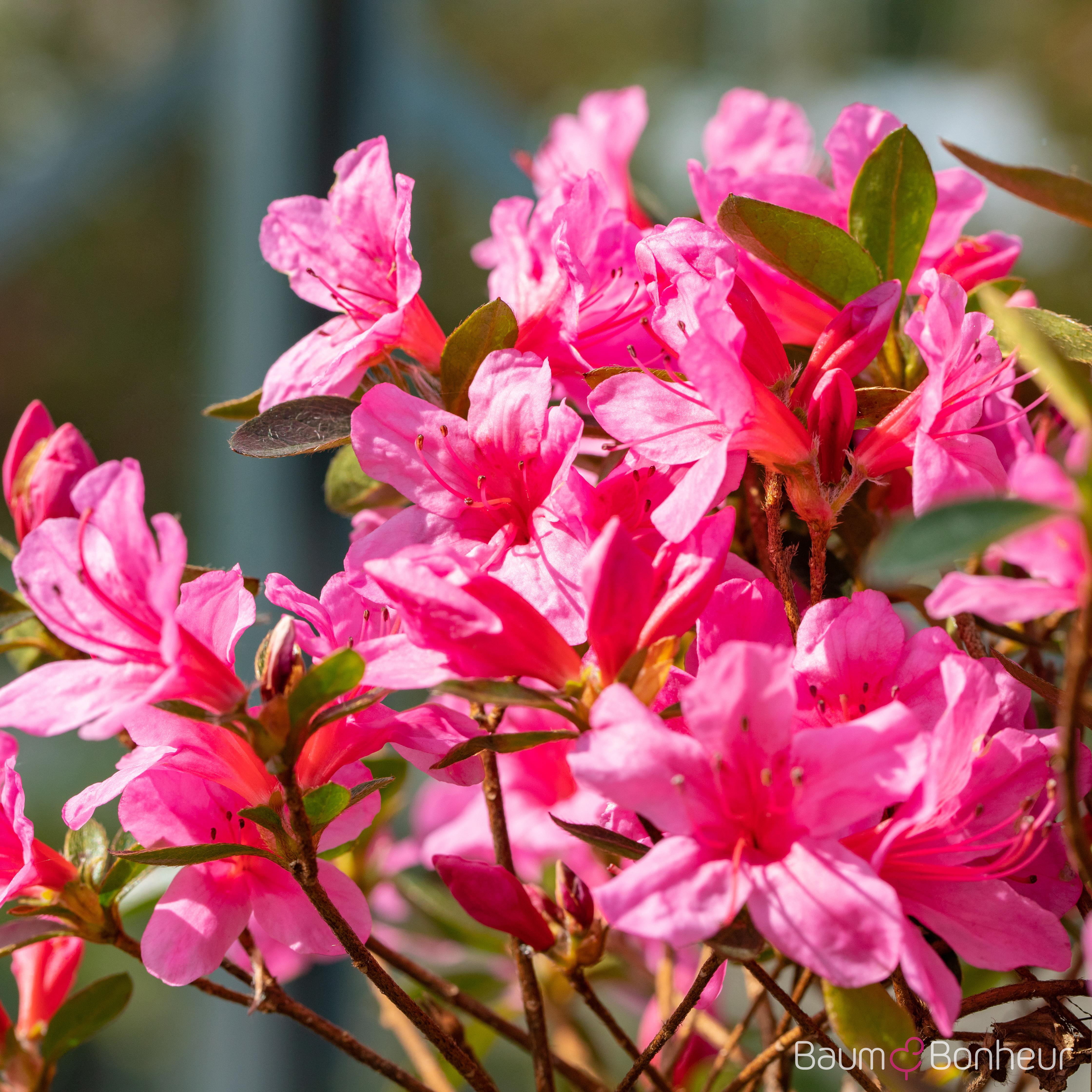 Rhododendron obtusum 'Madame Albert van Hecke'