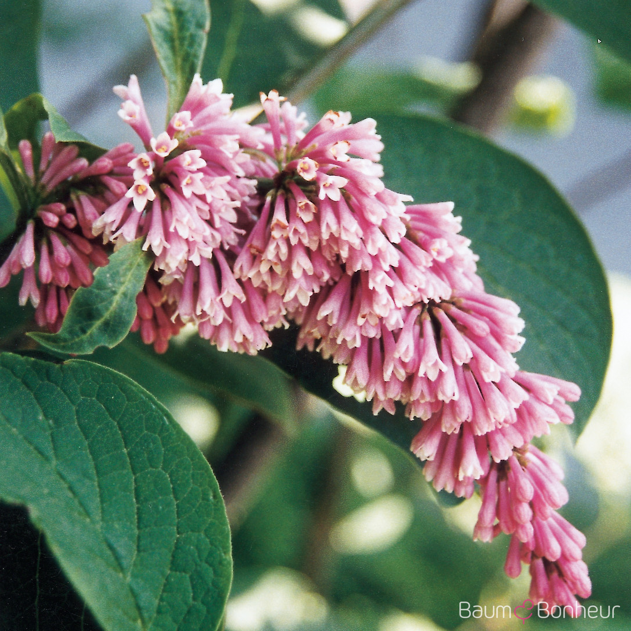 Syringa reflexa