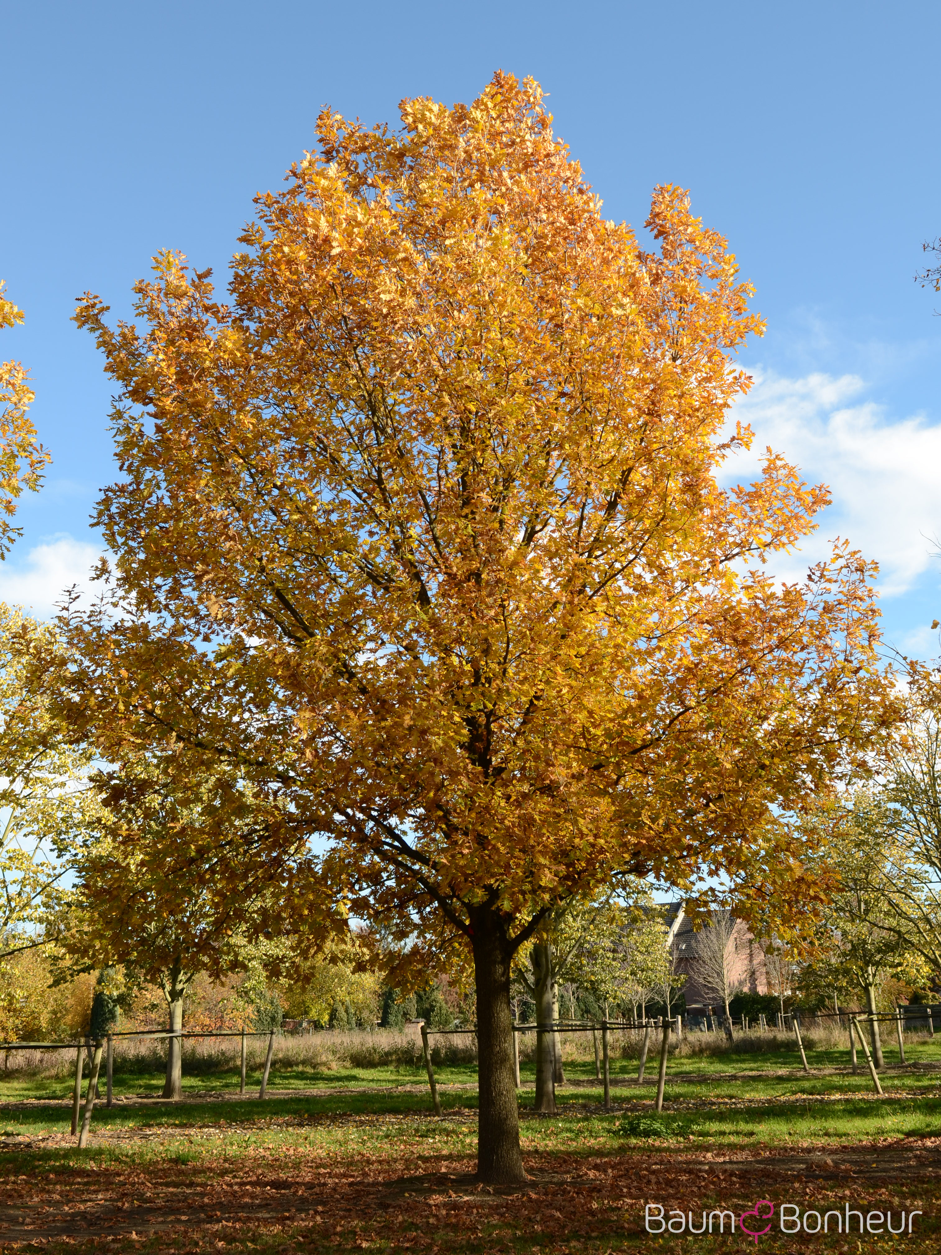 Quercus frainetto