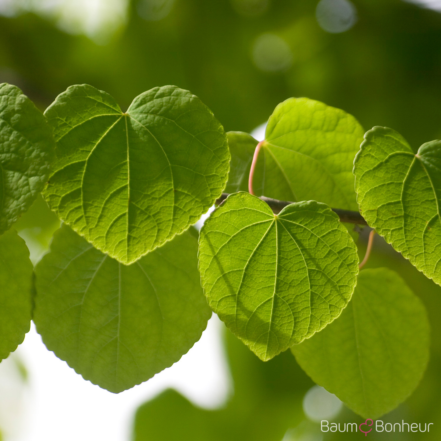 Cercidiphyllum japonicum