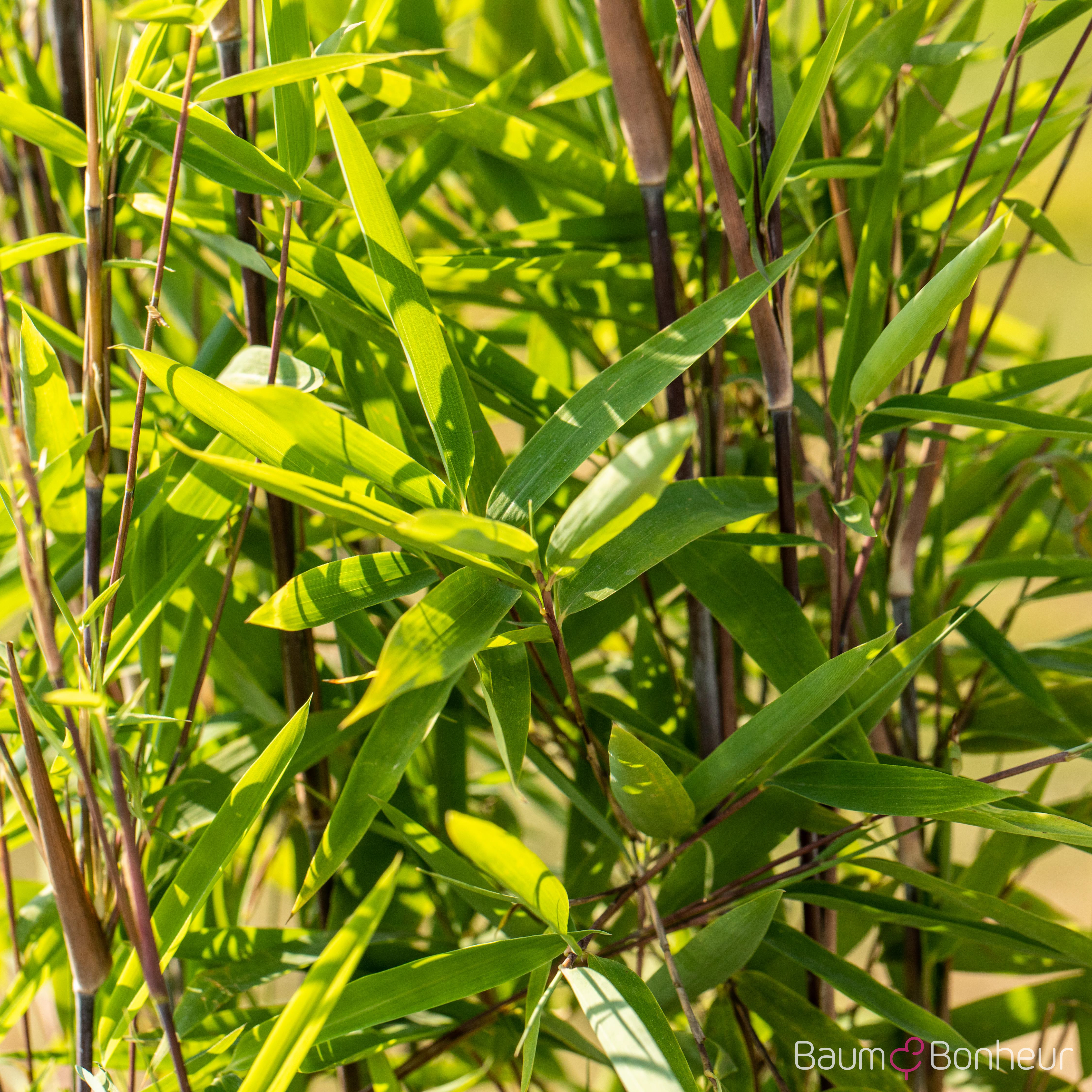 Fargesia nitida 'Black Pearl'