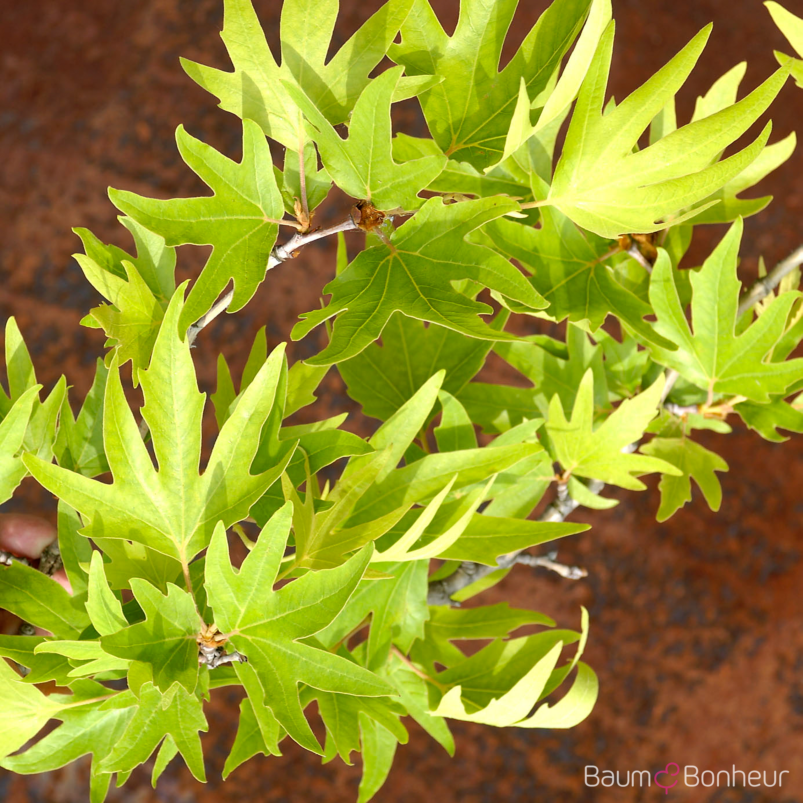 Platanus orientalis 'Digitata'