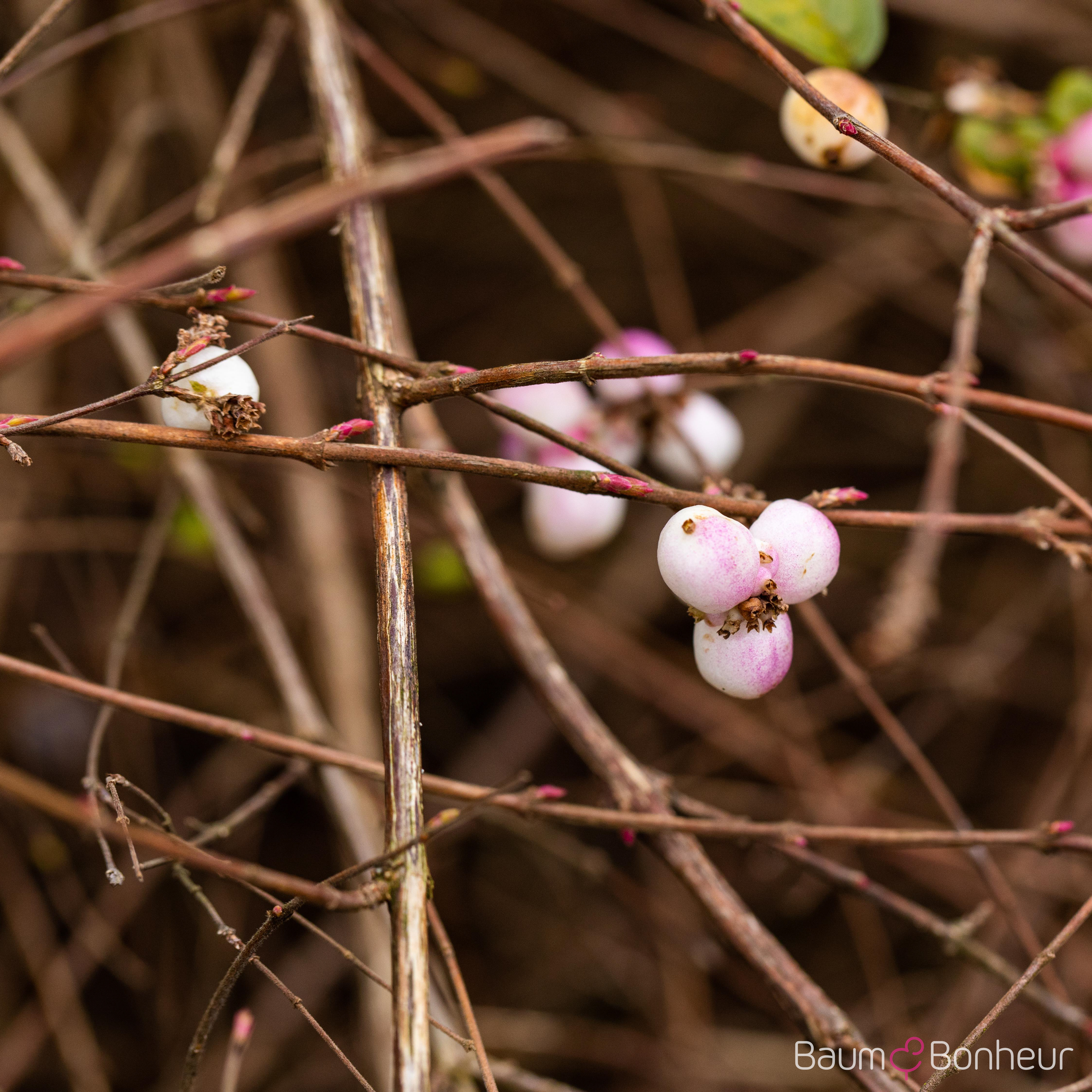 Symphoricarpos albus var. laevigatus