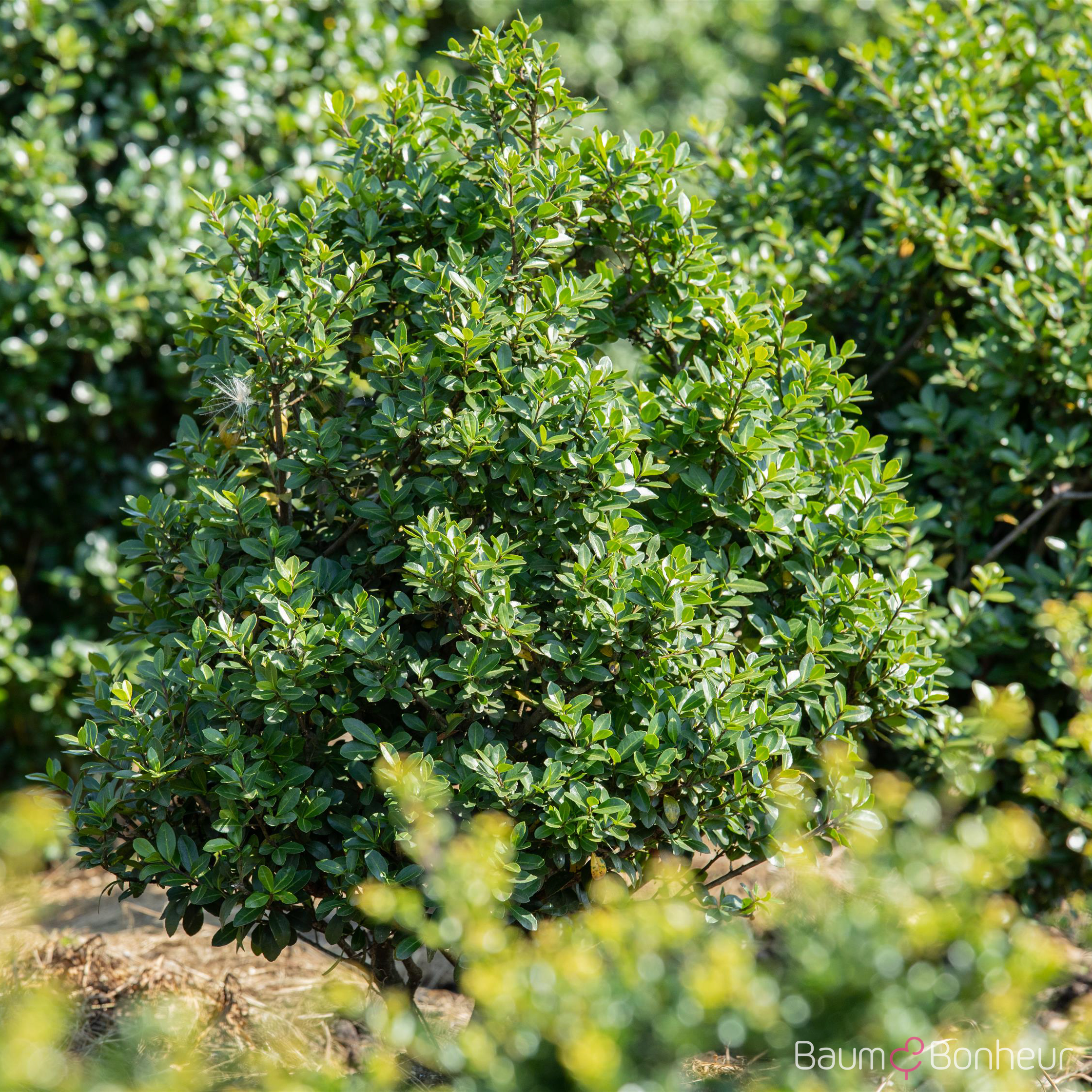 Ilex crenata 'Rotundifolia'