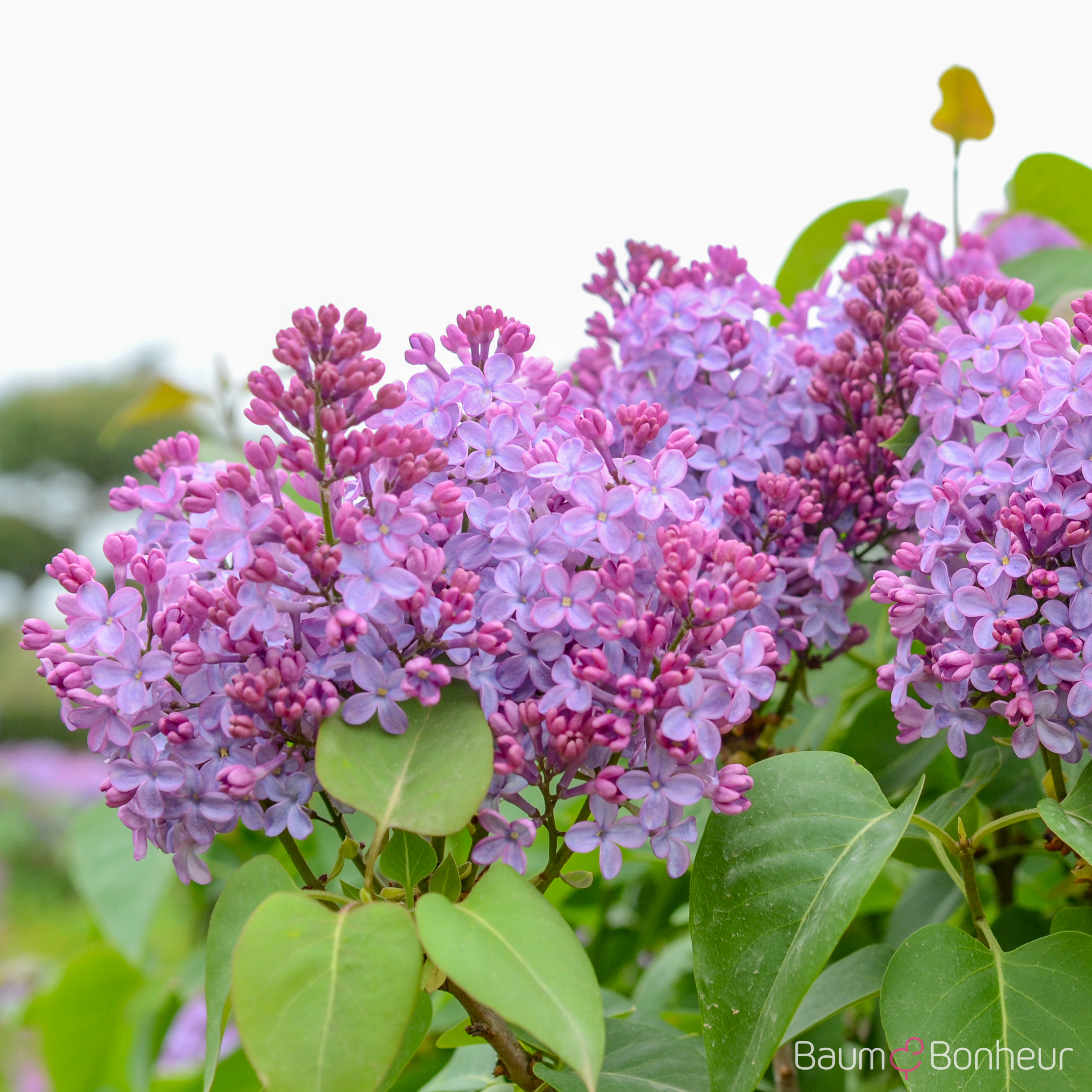 Syringa vulgaris 'Michel Buchner'