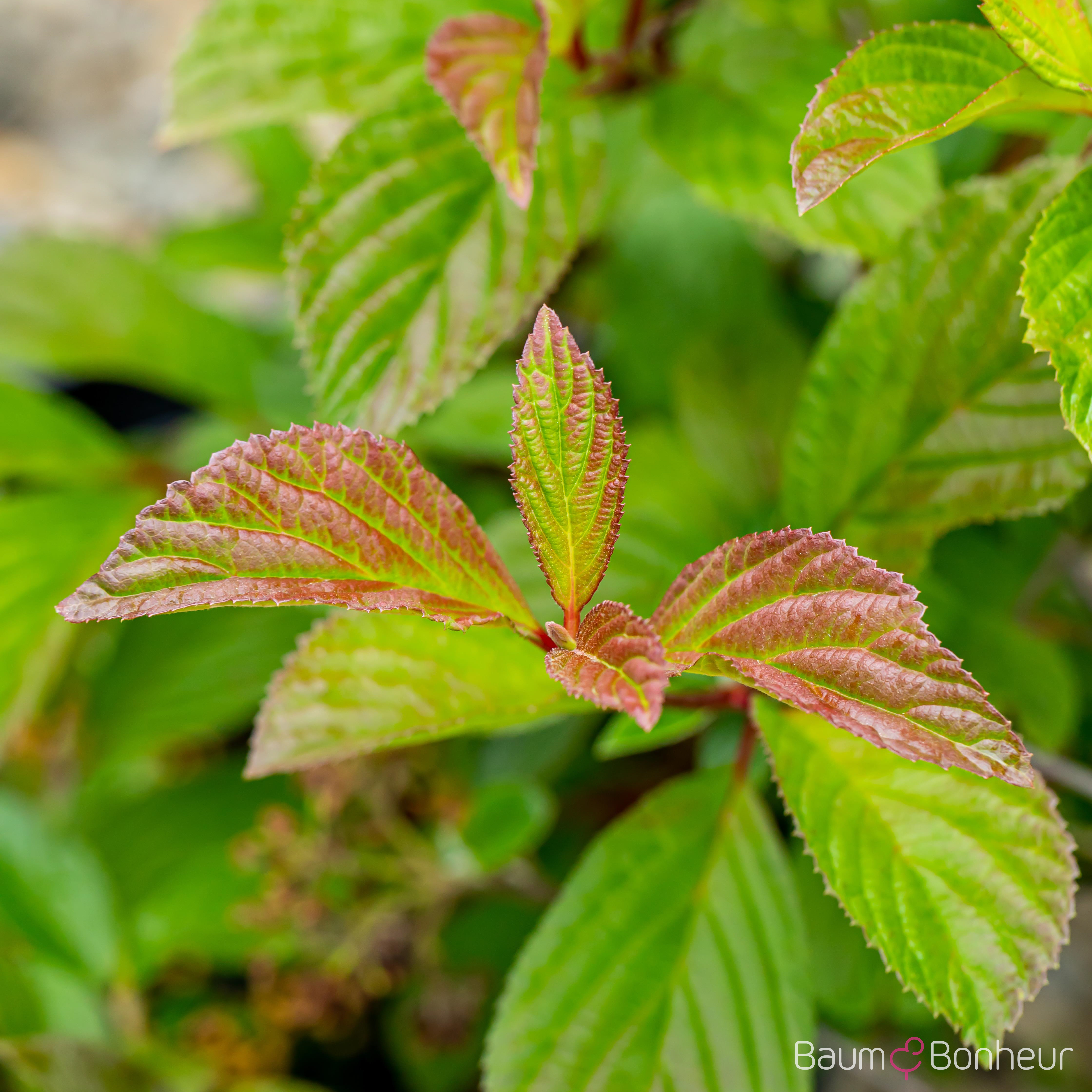 Viburnum farreri