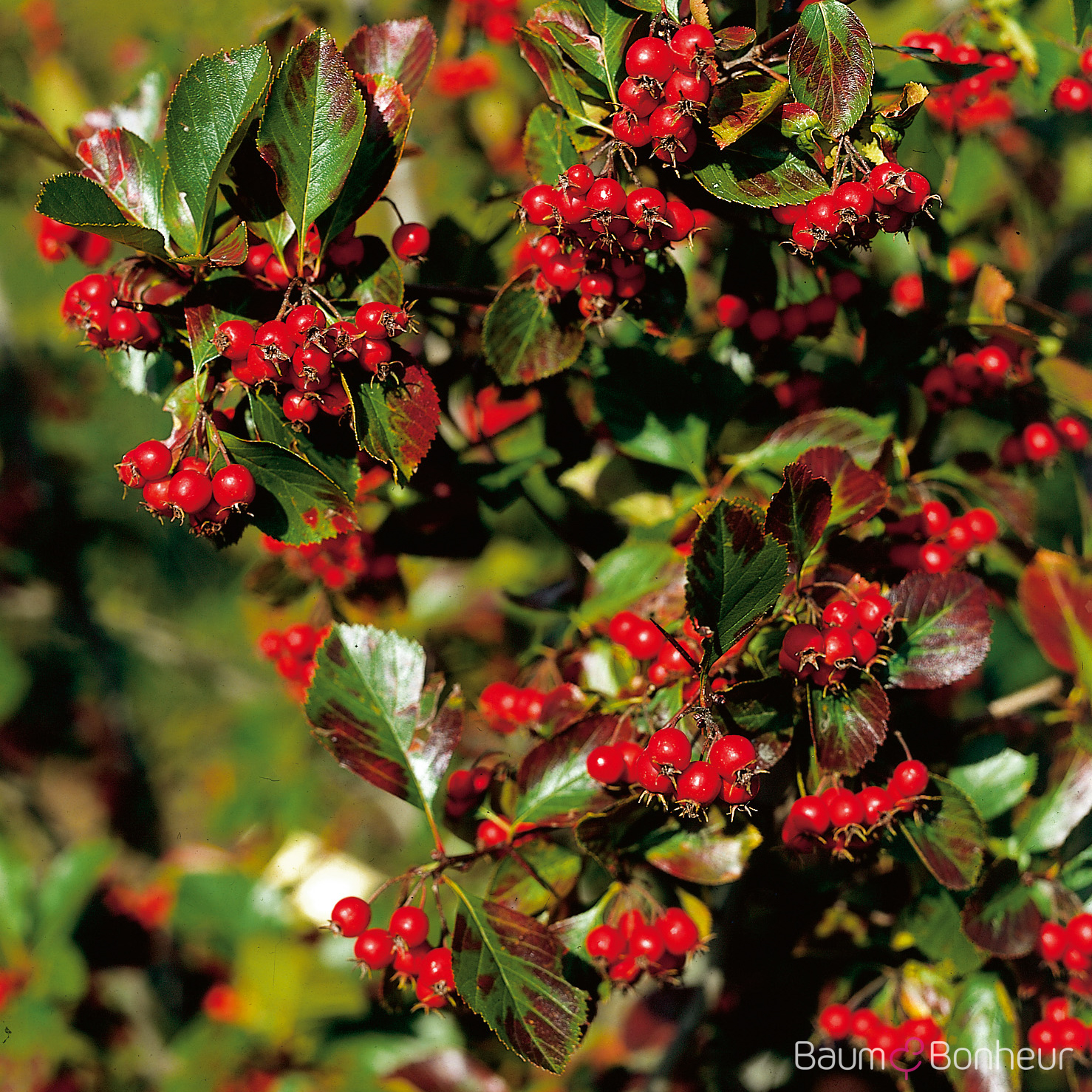Crataegus coccinea