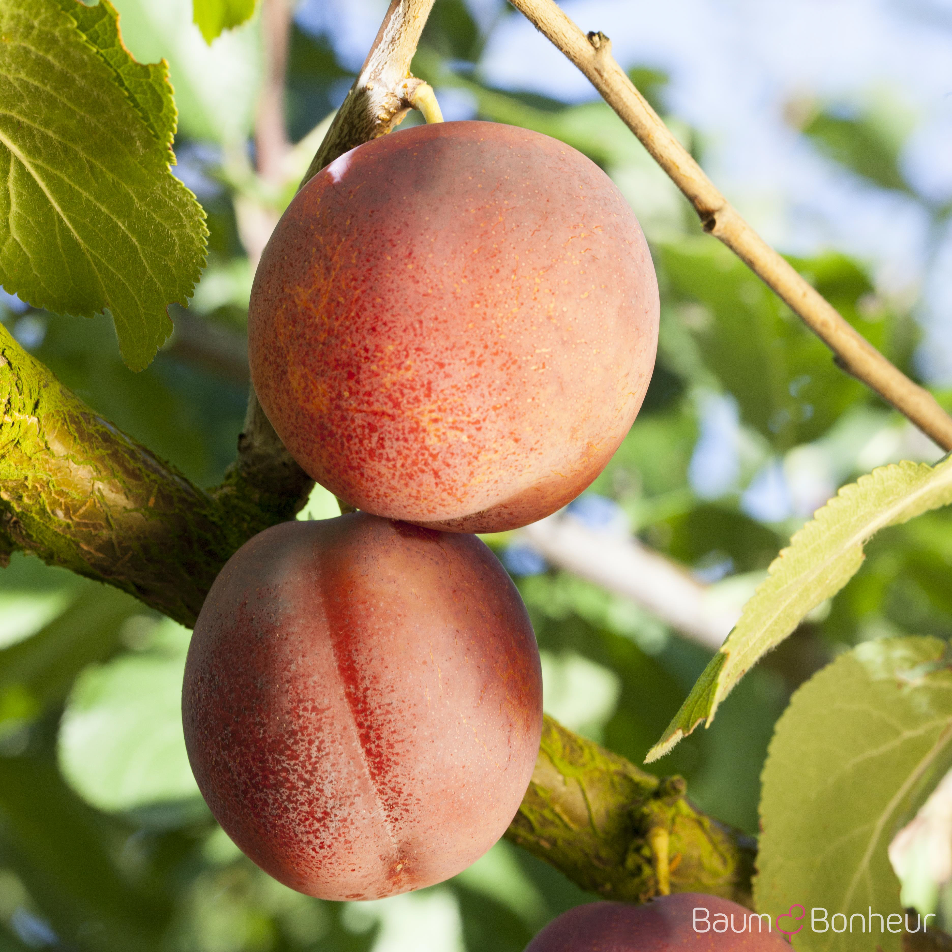 Prunus armeniaca 'Ungarische Beste'