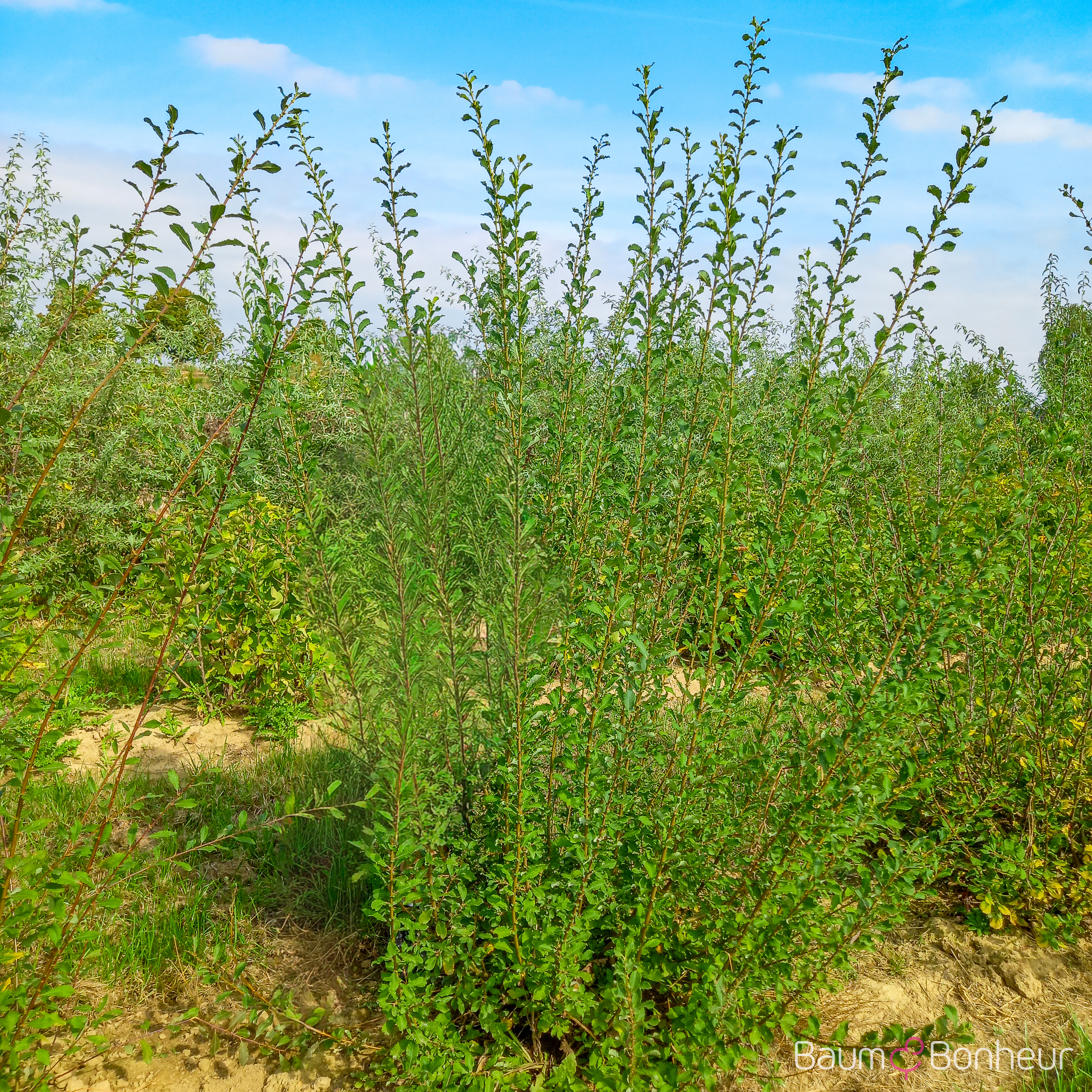 Salix cinerea