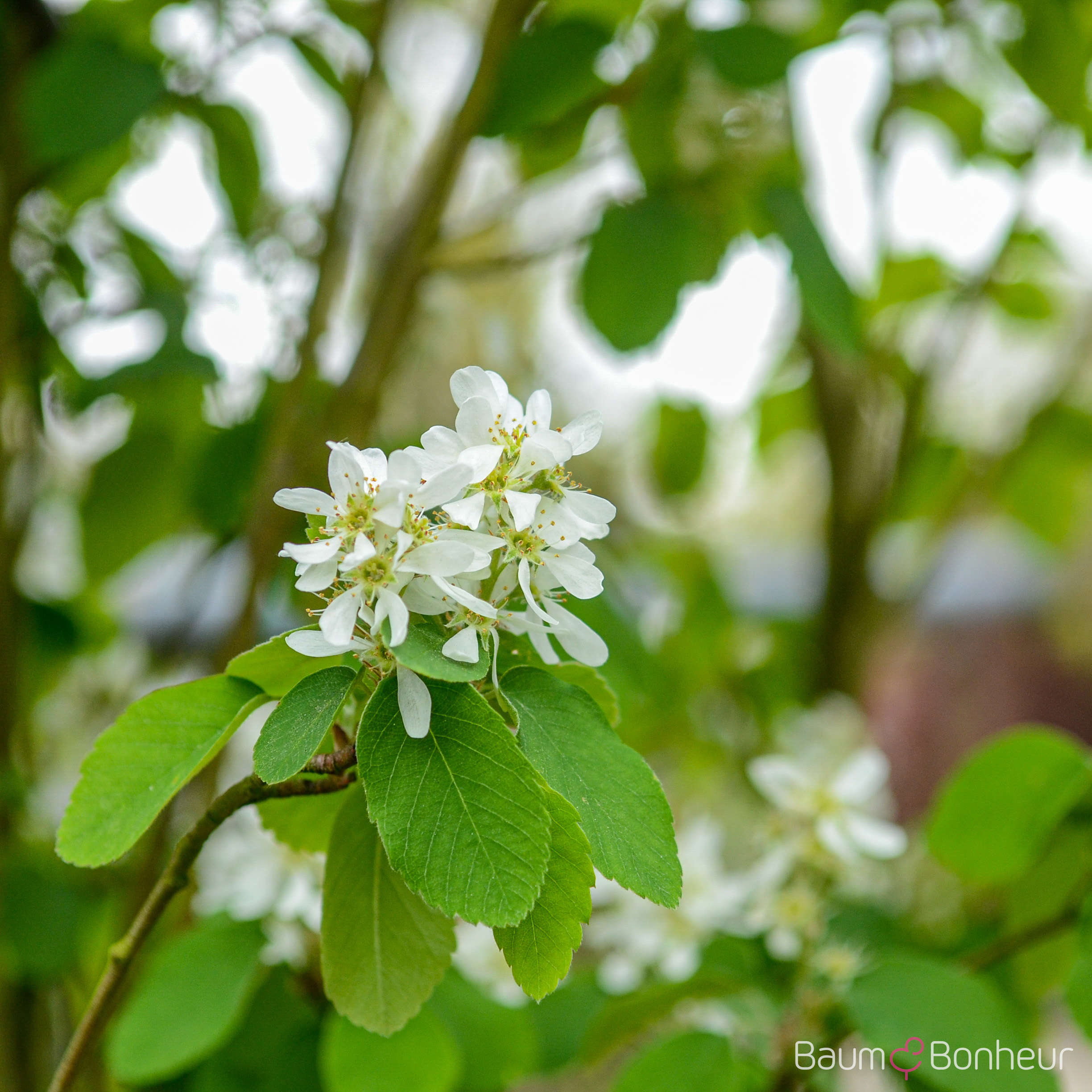 Amelanchier alnifolia 'Obelisk' -R-