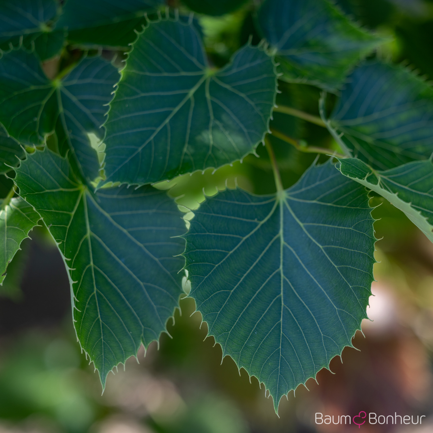 Tilia henryana