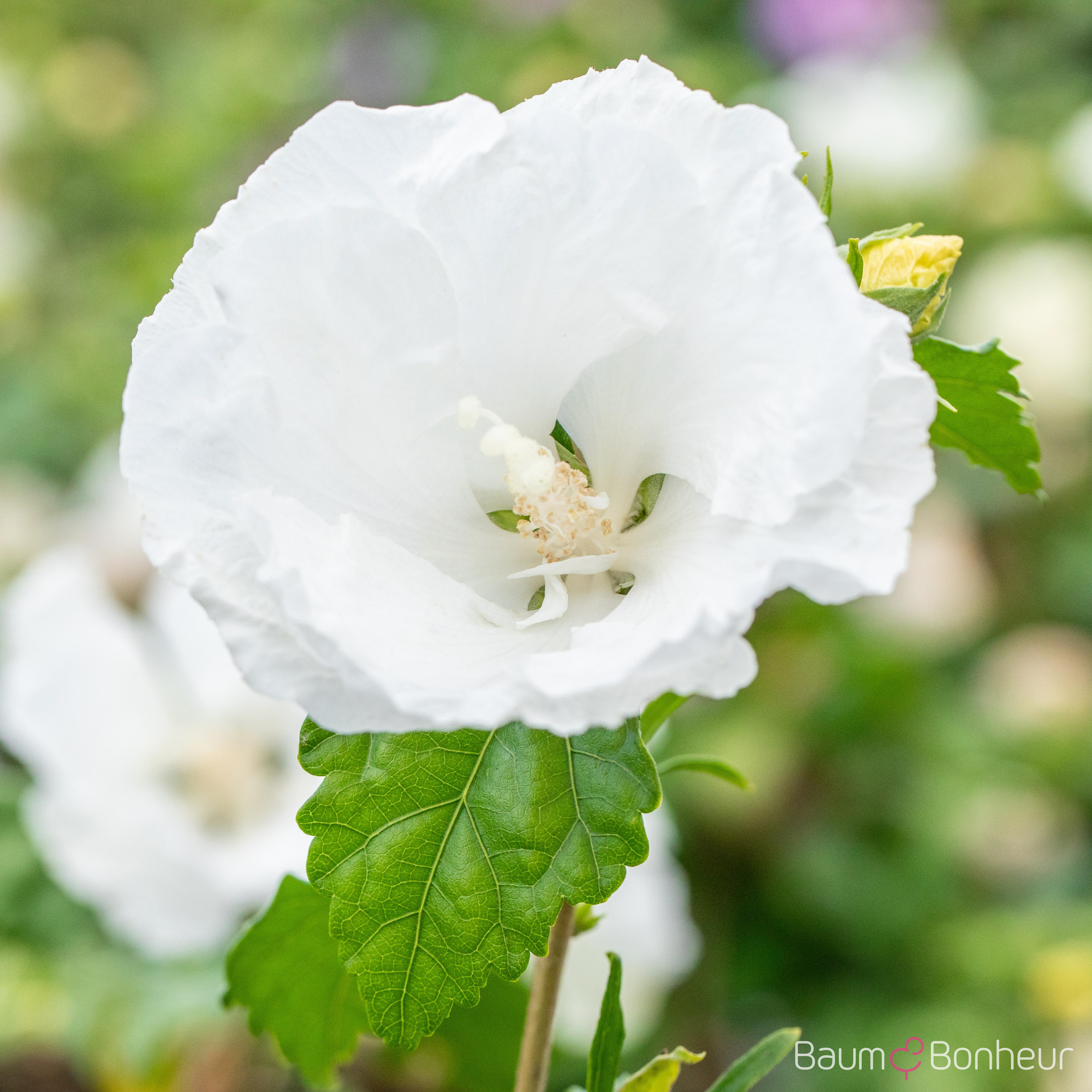 Hibiscus syriacus 'William R. Smith'
