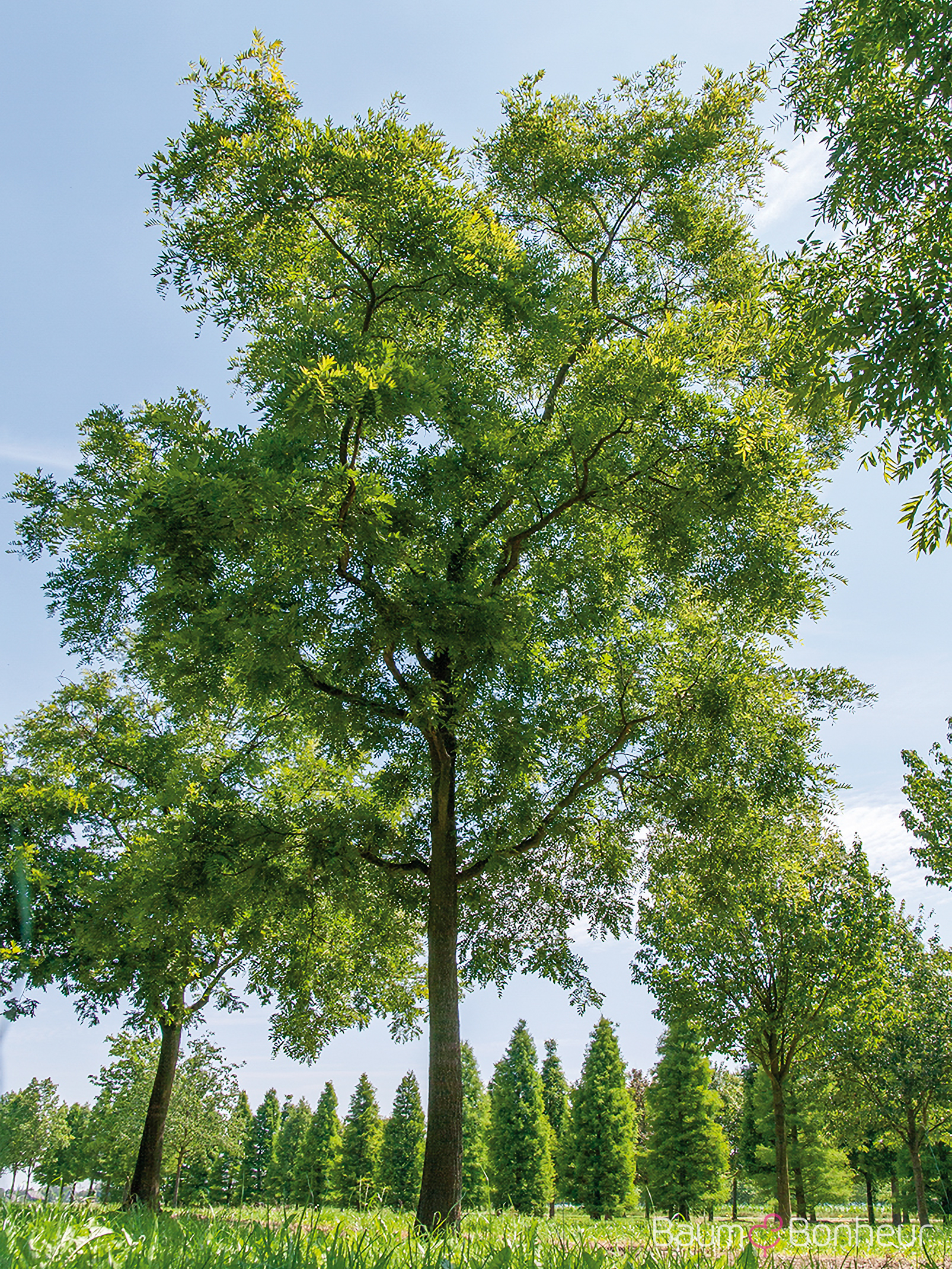 Sophora japonica