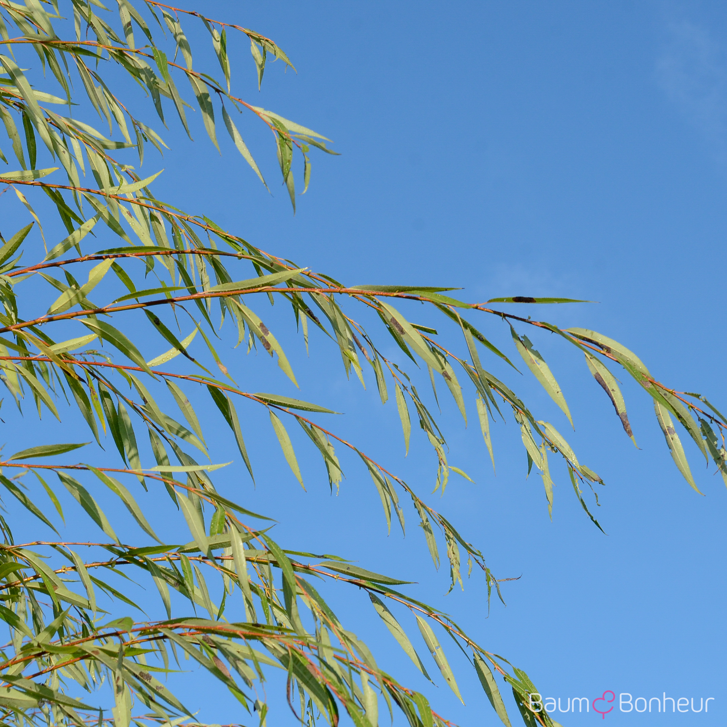 Salix alba 'Tristis'