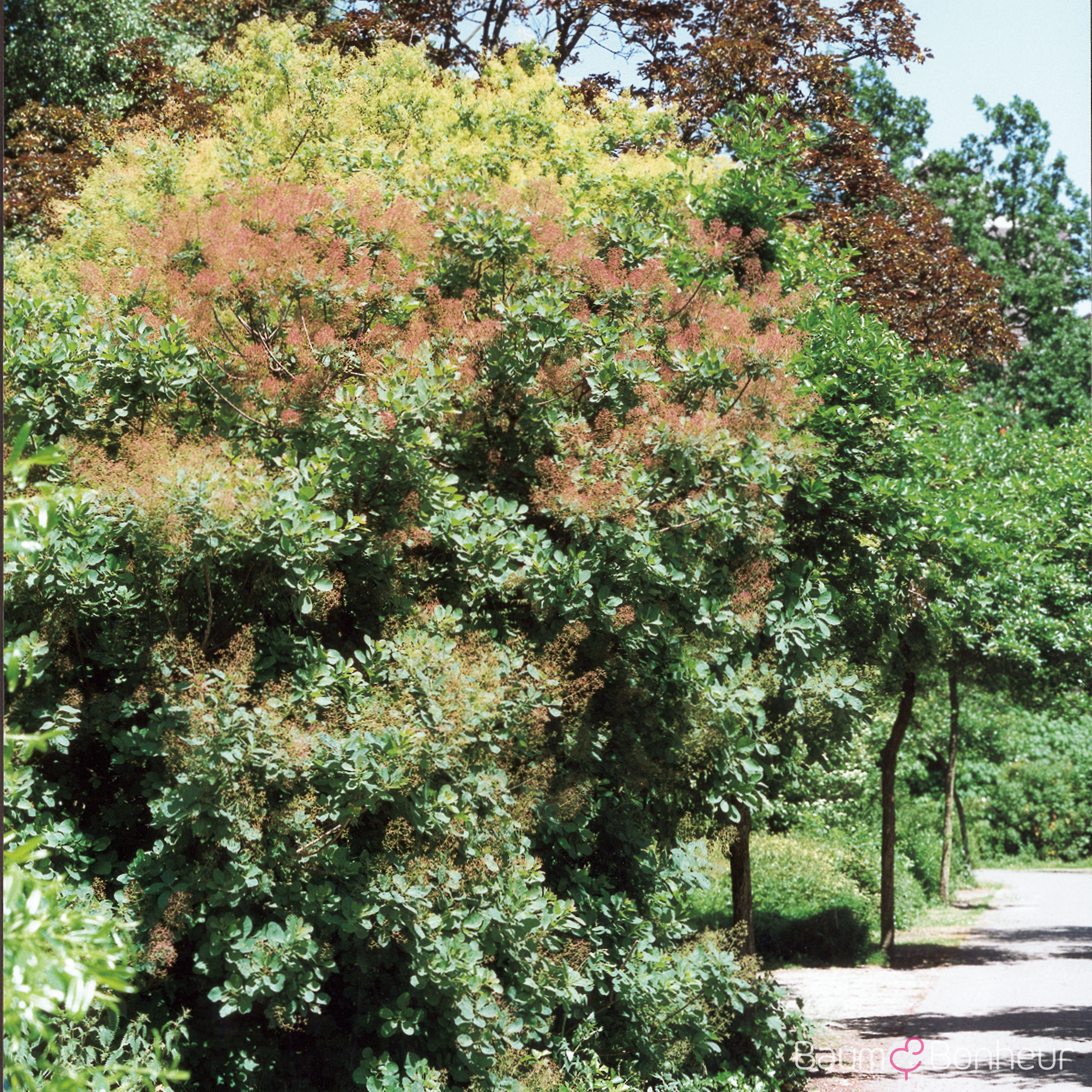 Cotinus coggygria