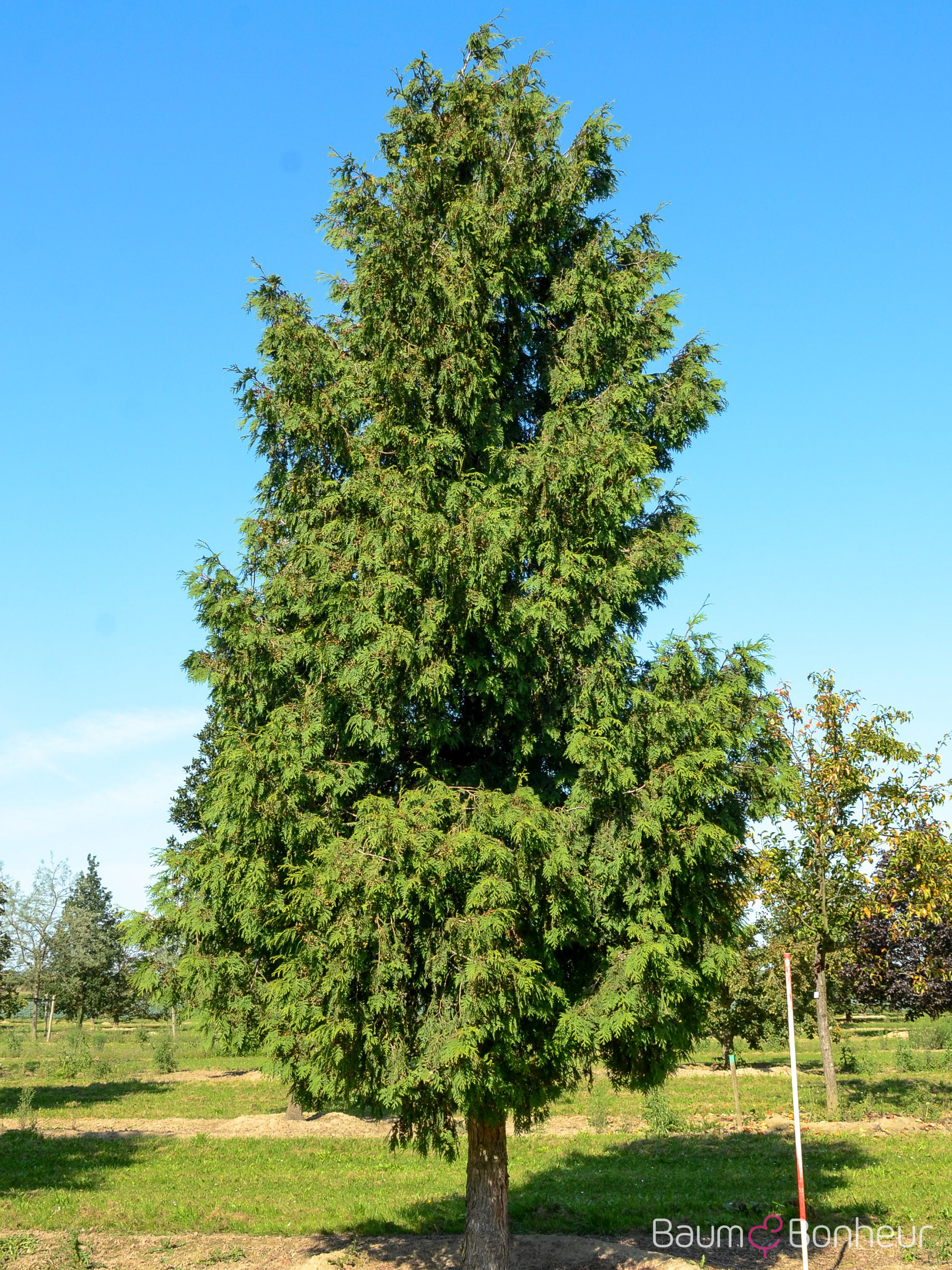 Thuja plicata 'Excelsa'