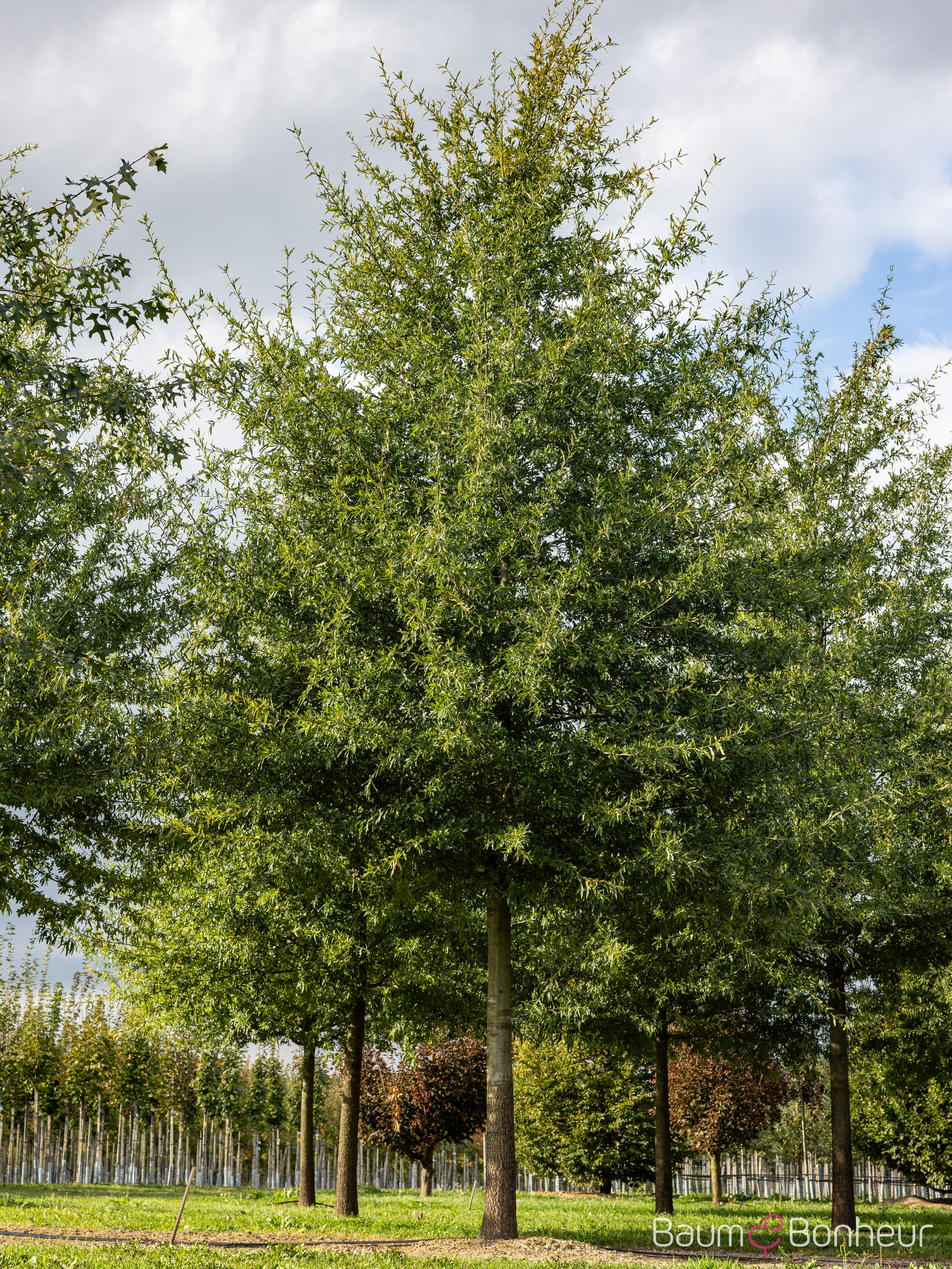 Quercus nigra
