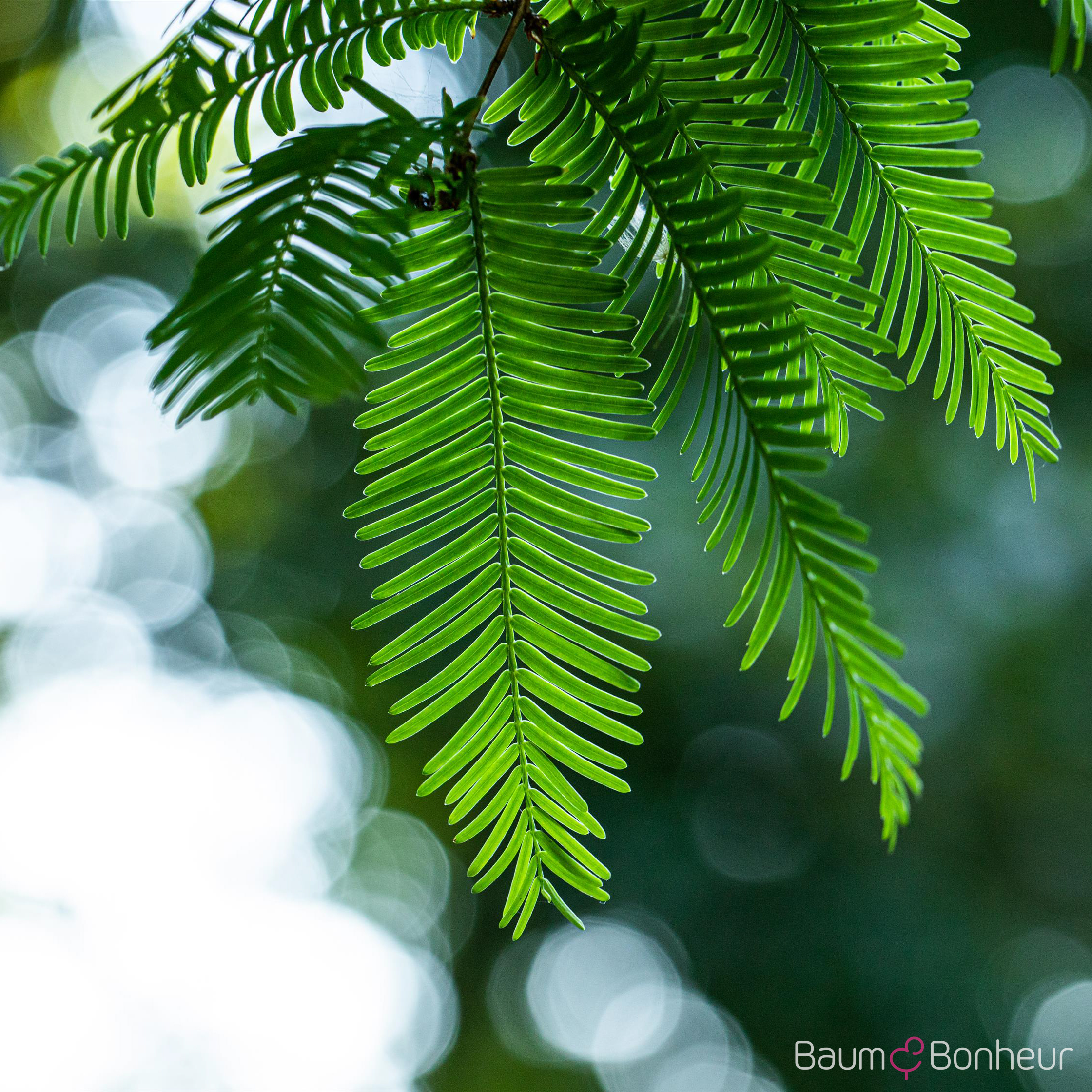Metasequoia glyptostroboides