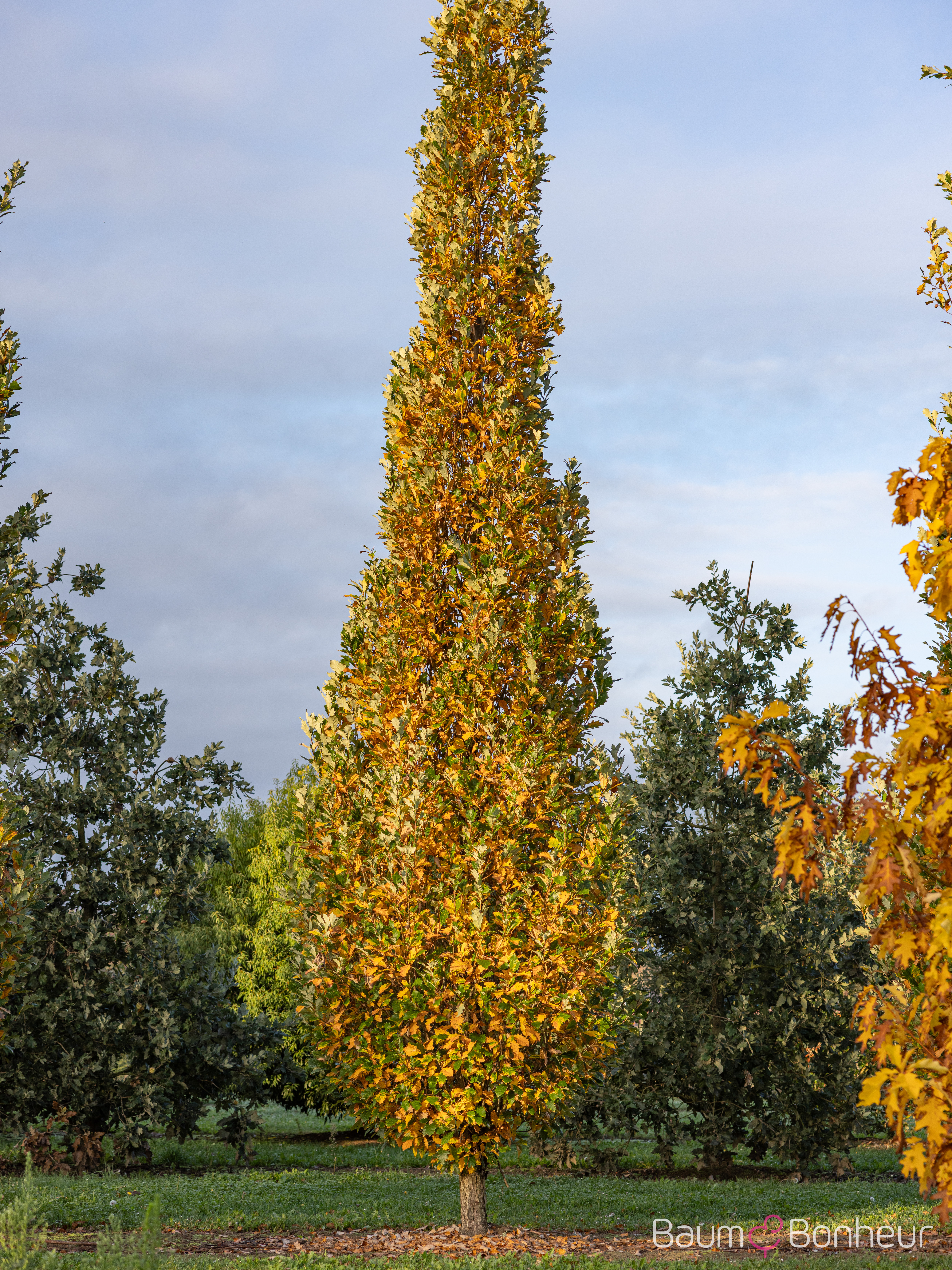 Quercus warei 'Long'
