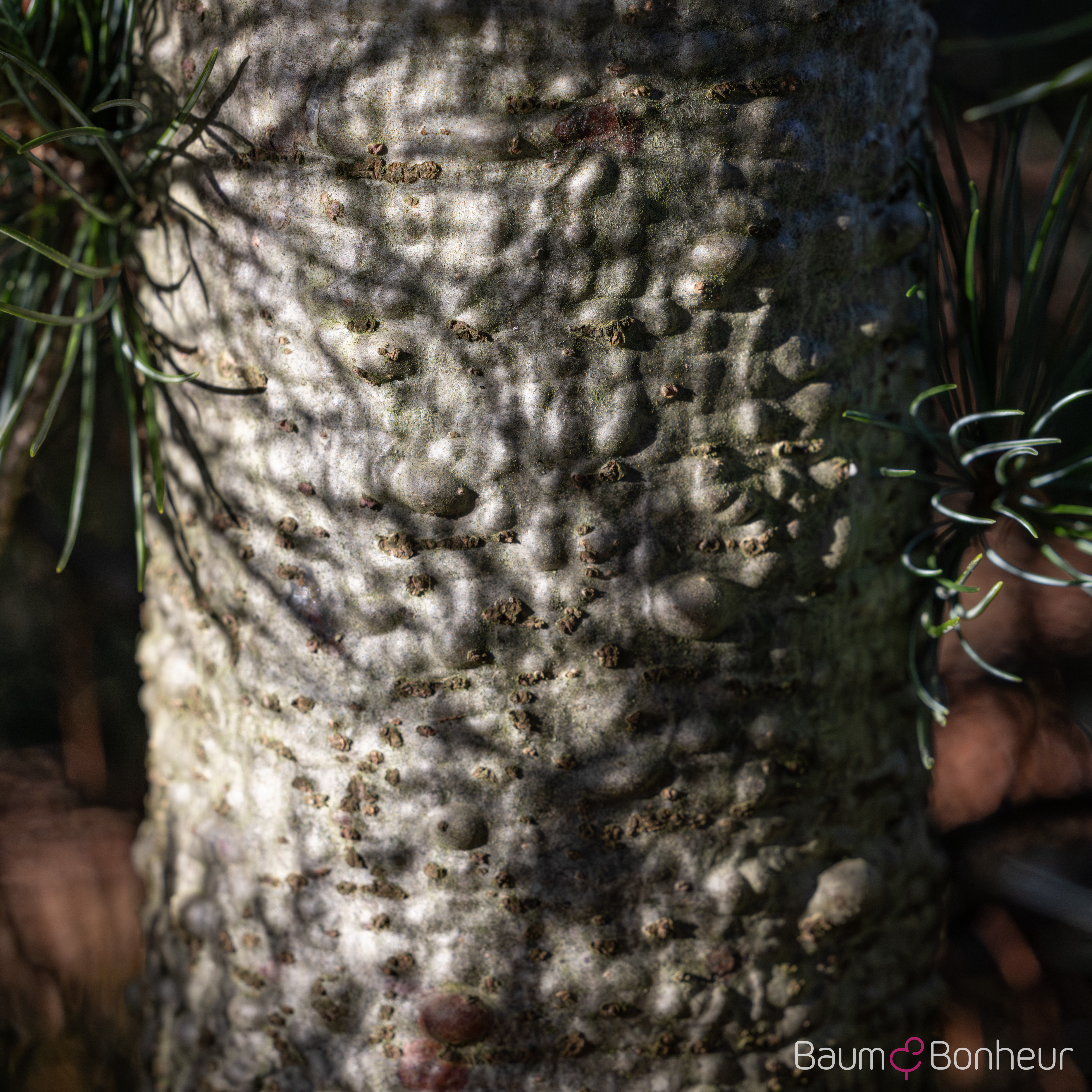 Pinus parviflora 'Tempelhof'