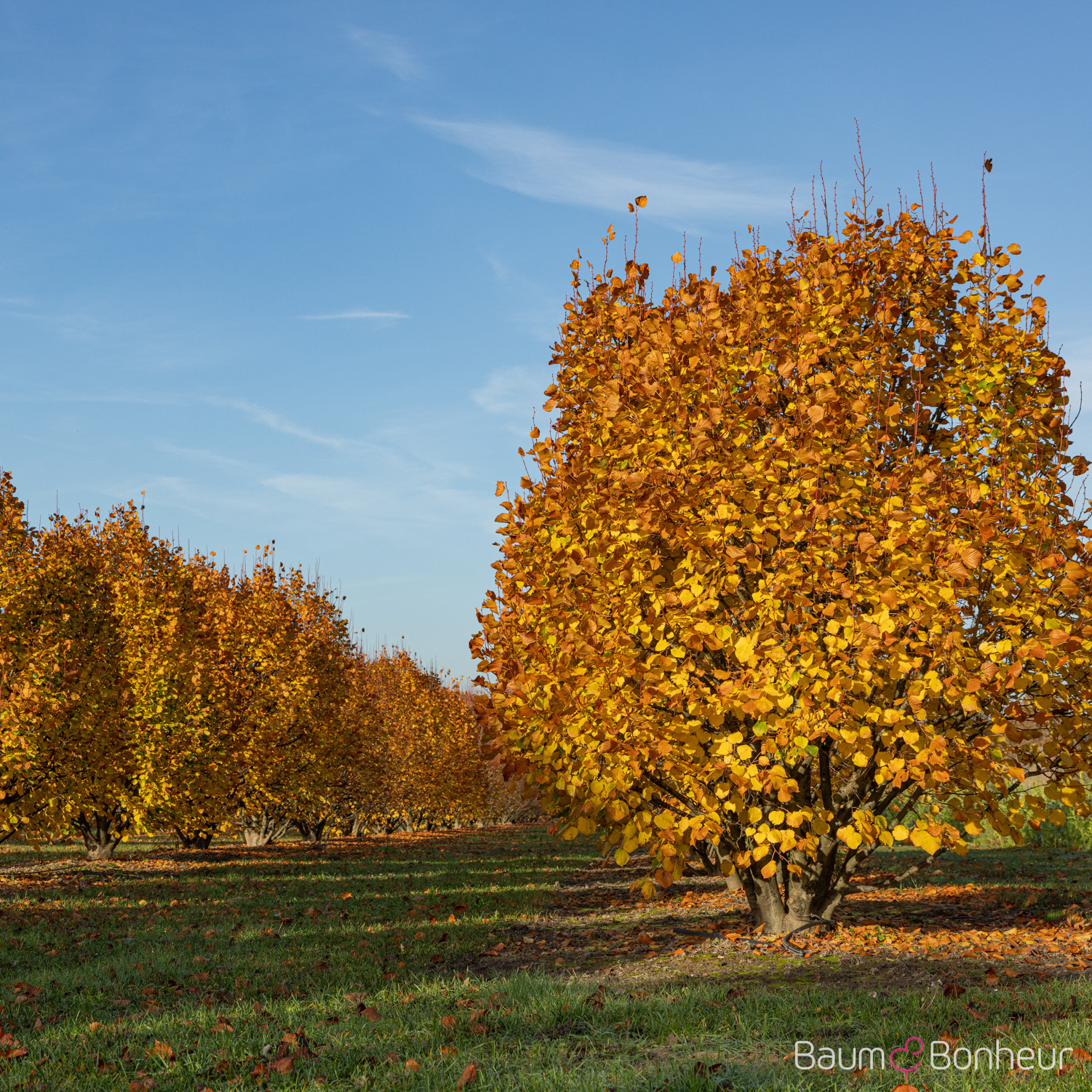 Tilia platyphyllos