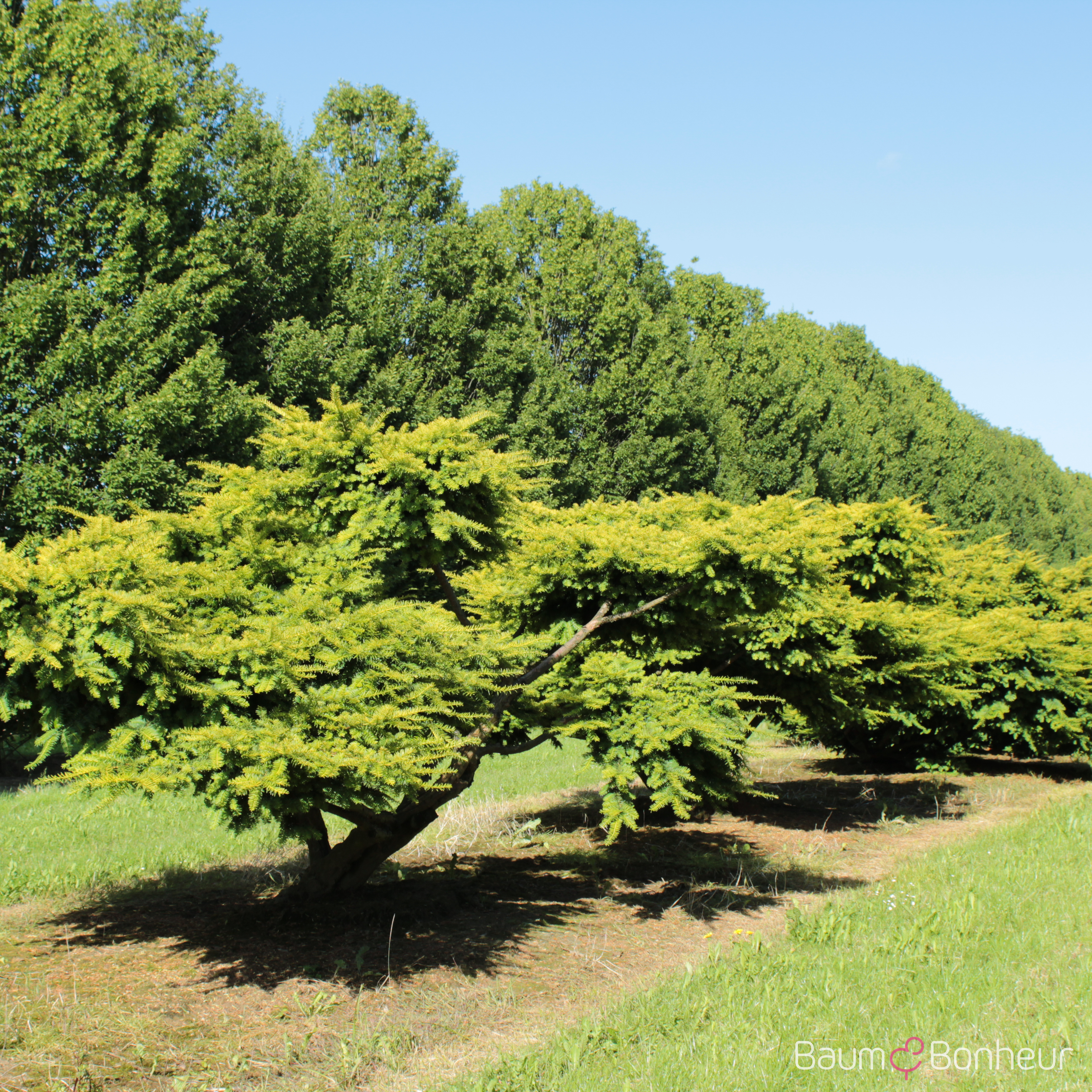 Taxus baccata 'Dovastonii Aurea'