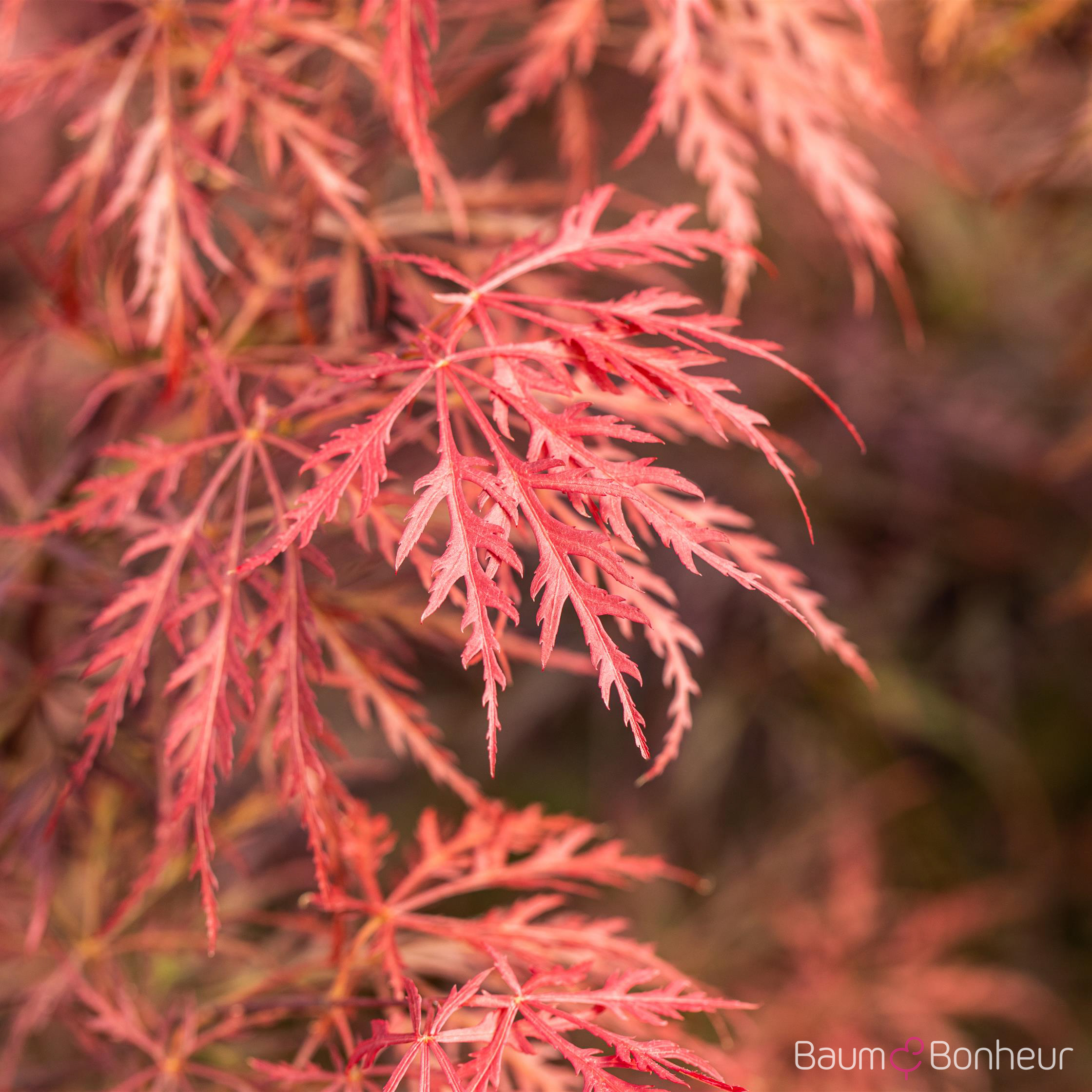Acer palmatum 'Dissectum Atropurpureum'