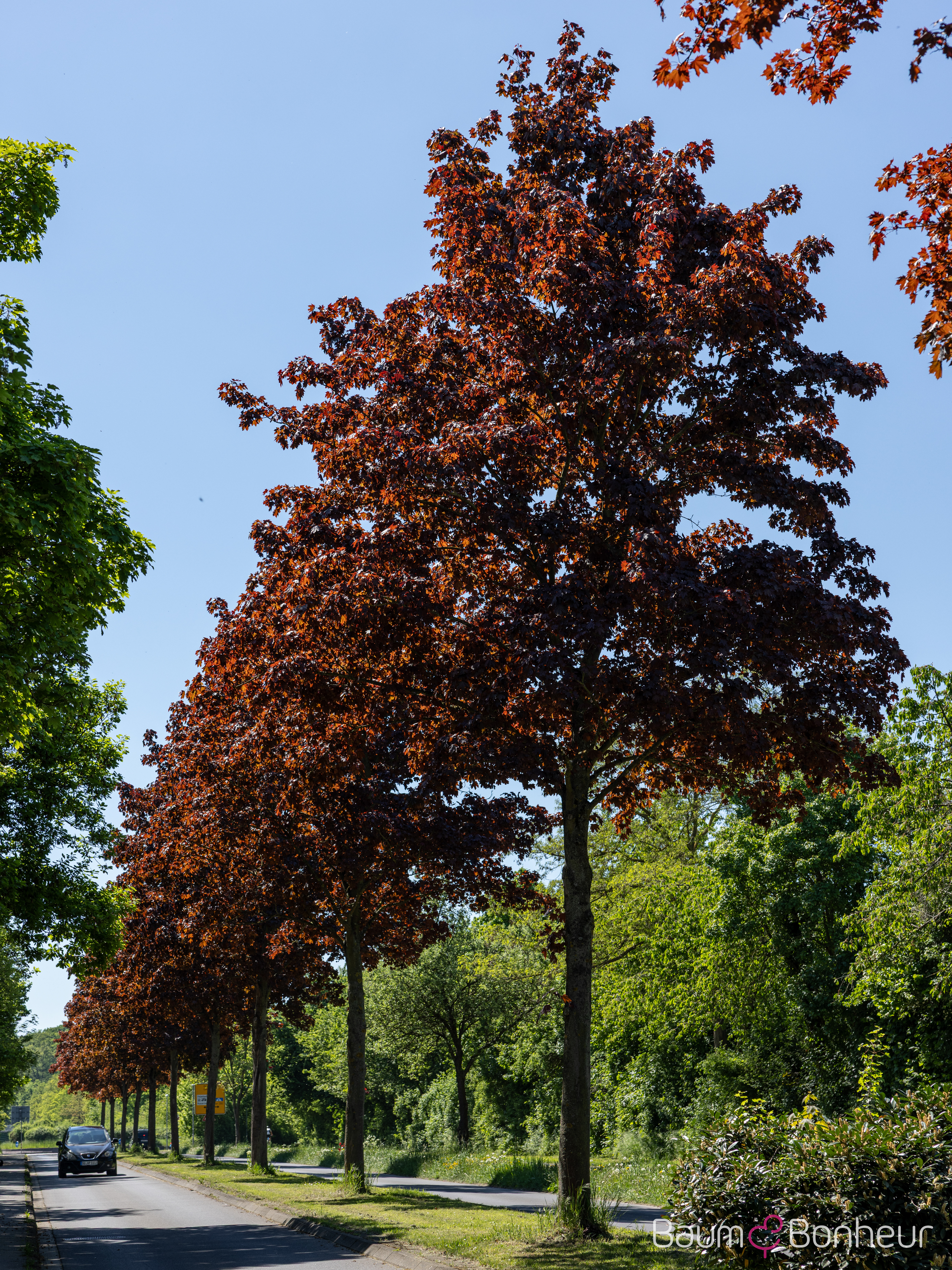 Acer platanoides 'Crimson King'
