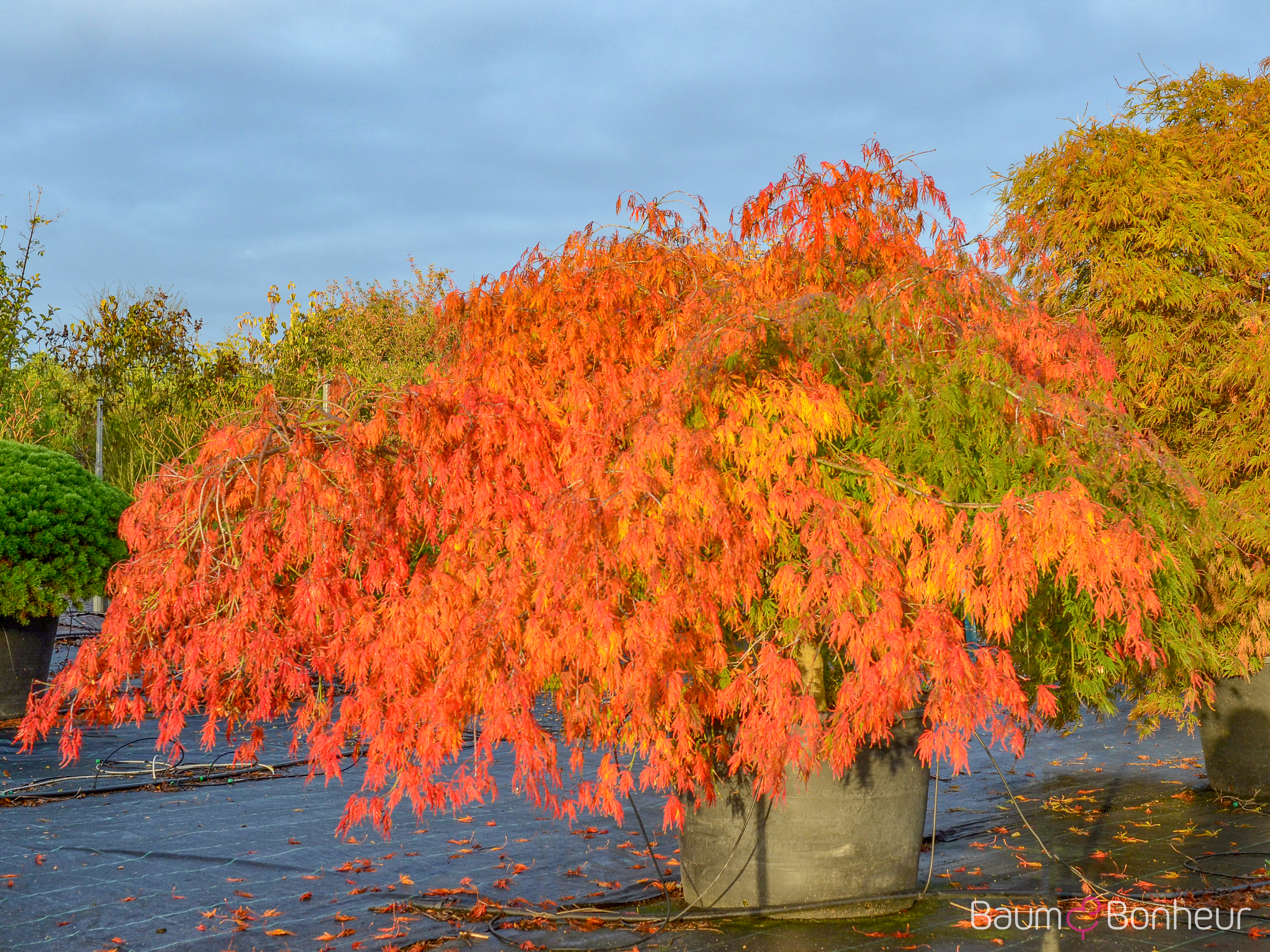 Acer palmatum 'Dissectum'