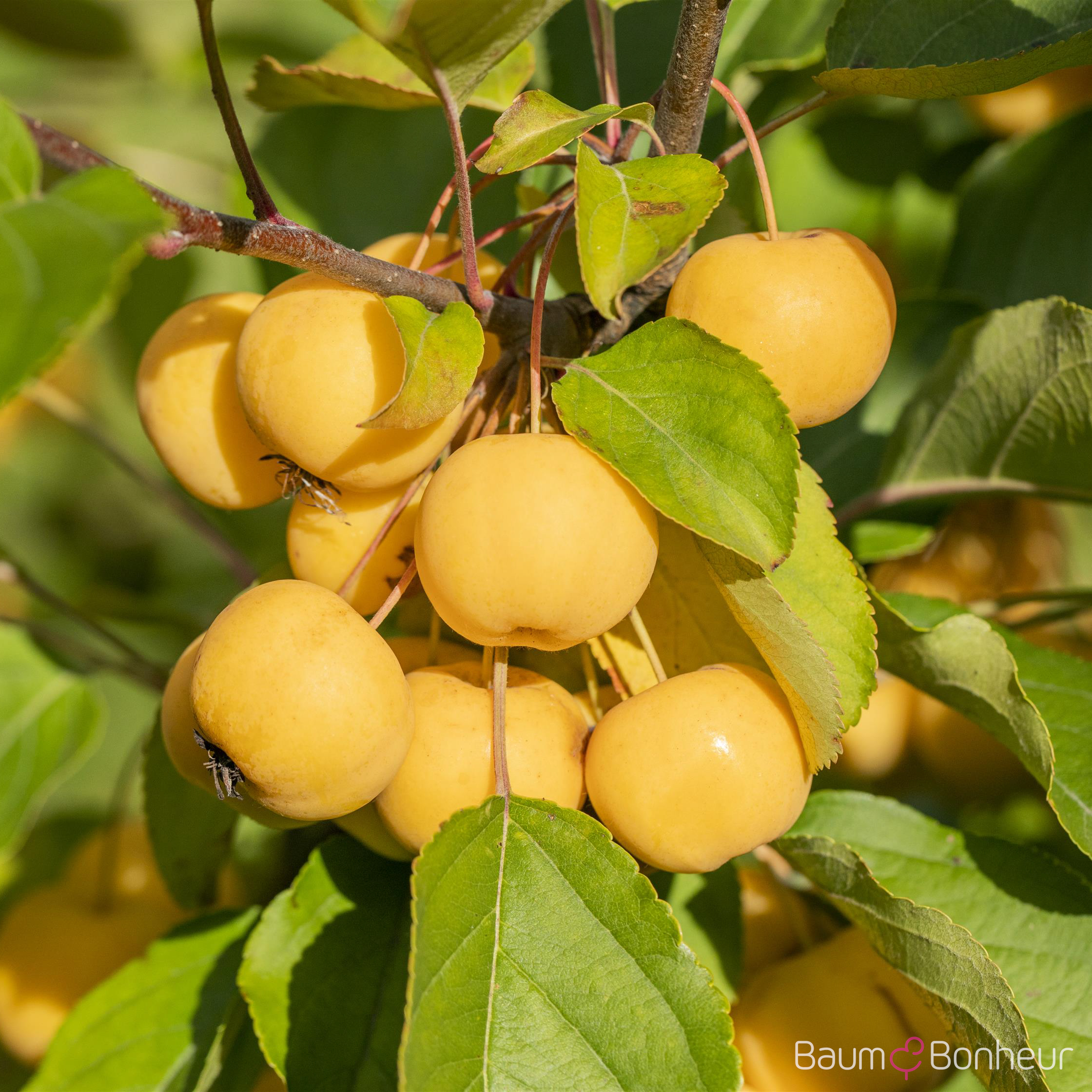 Malus 'Wintergold'