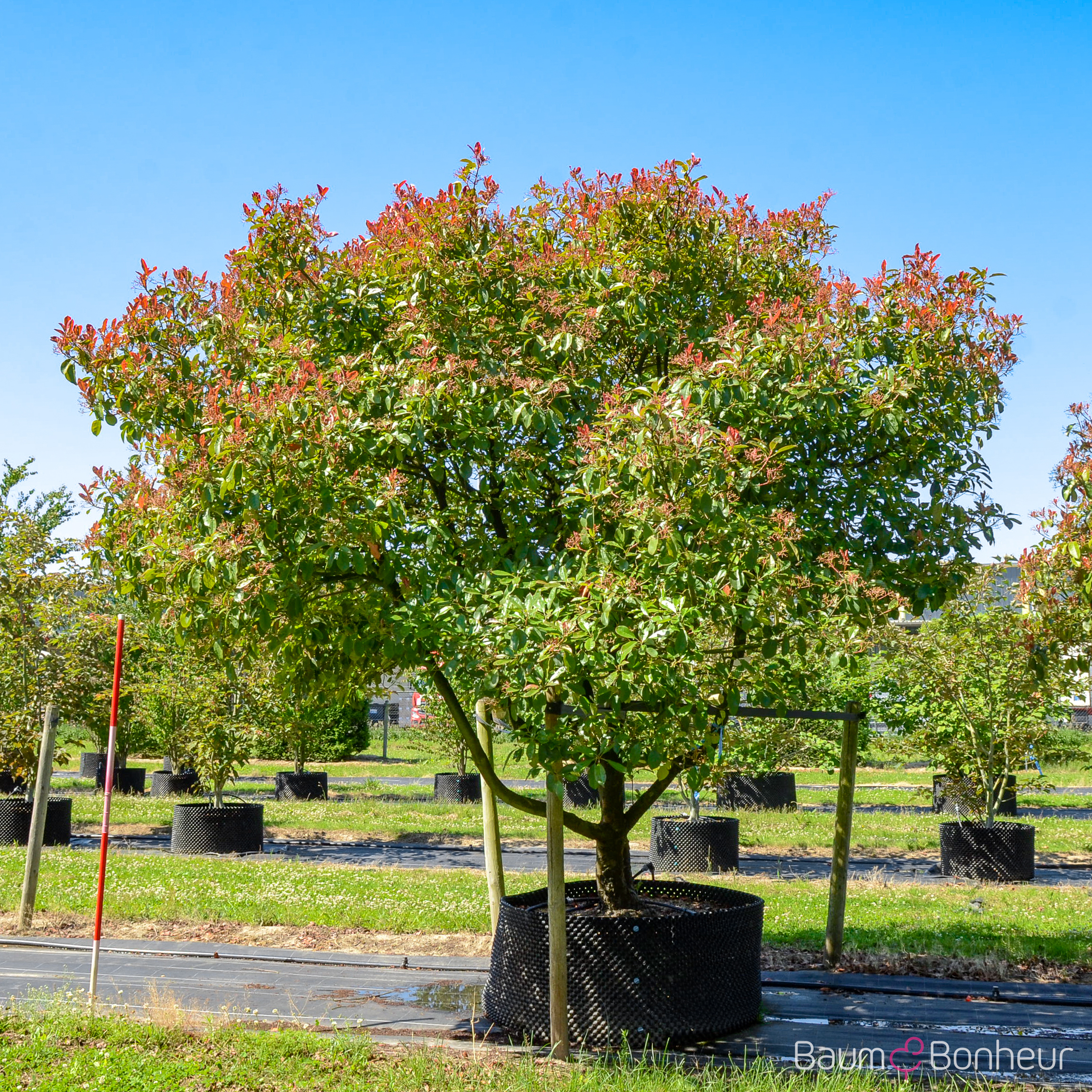 Photinia fraseri 'Red Robin'
