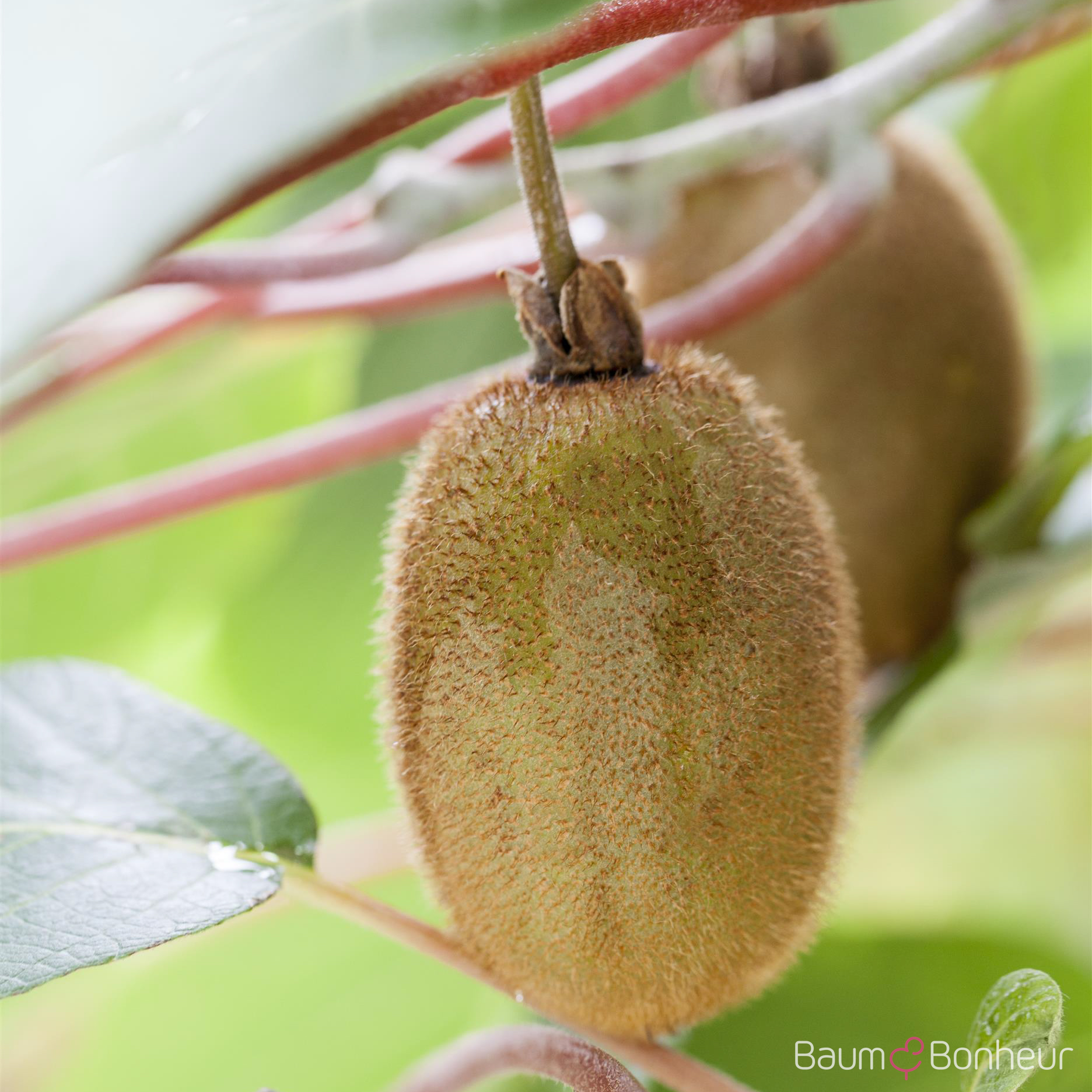 Actinidia chinensis