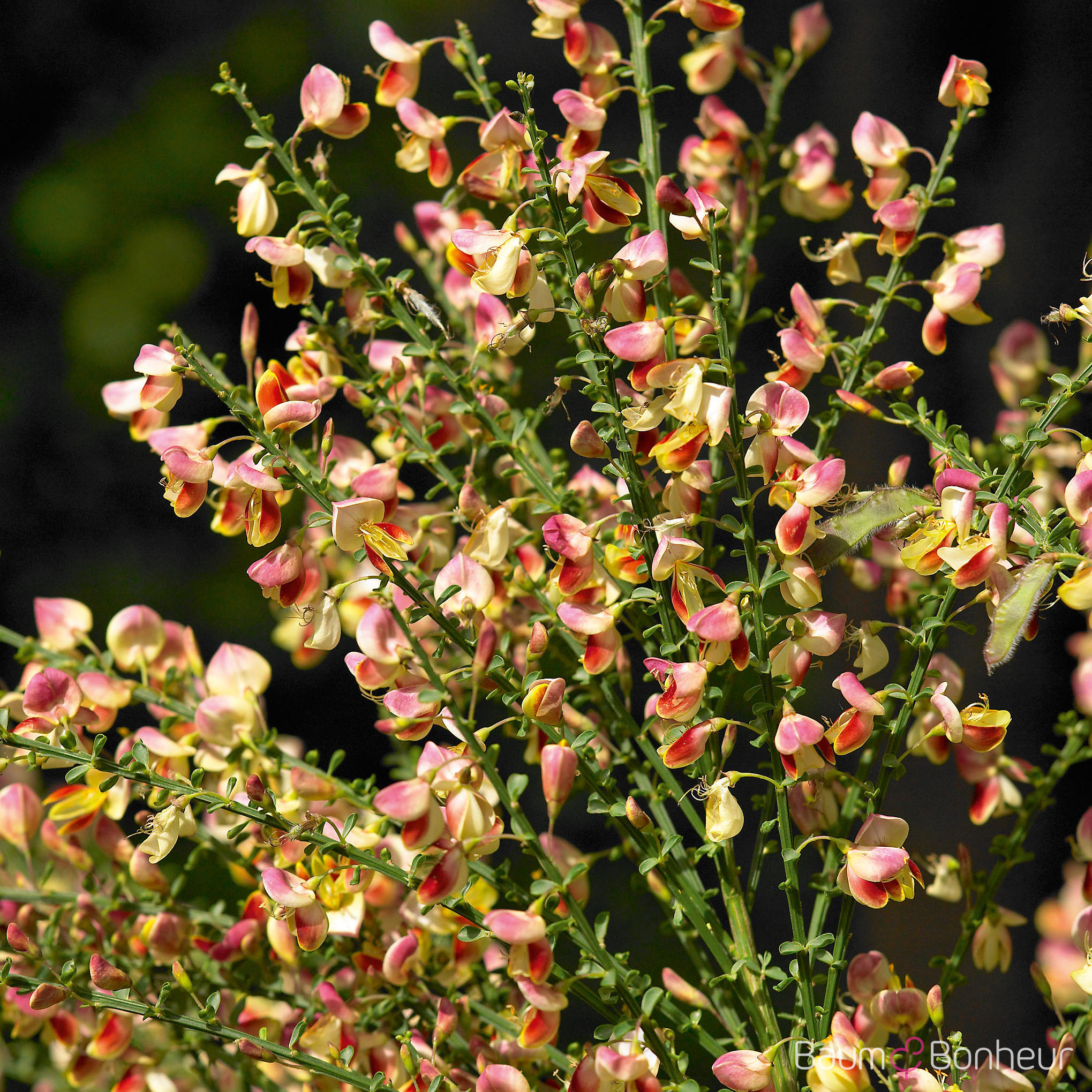 Cytisus scoparius 'Burkwoodii'