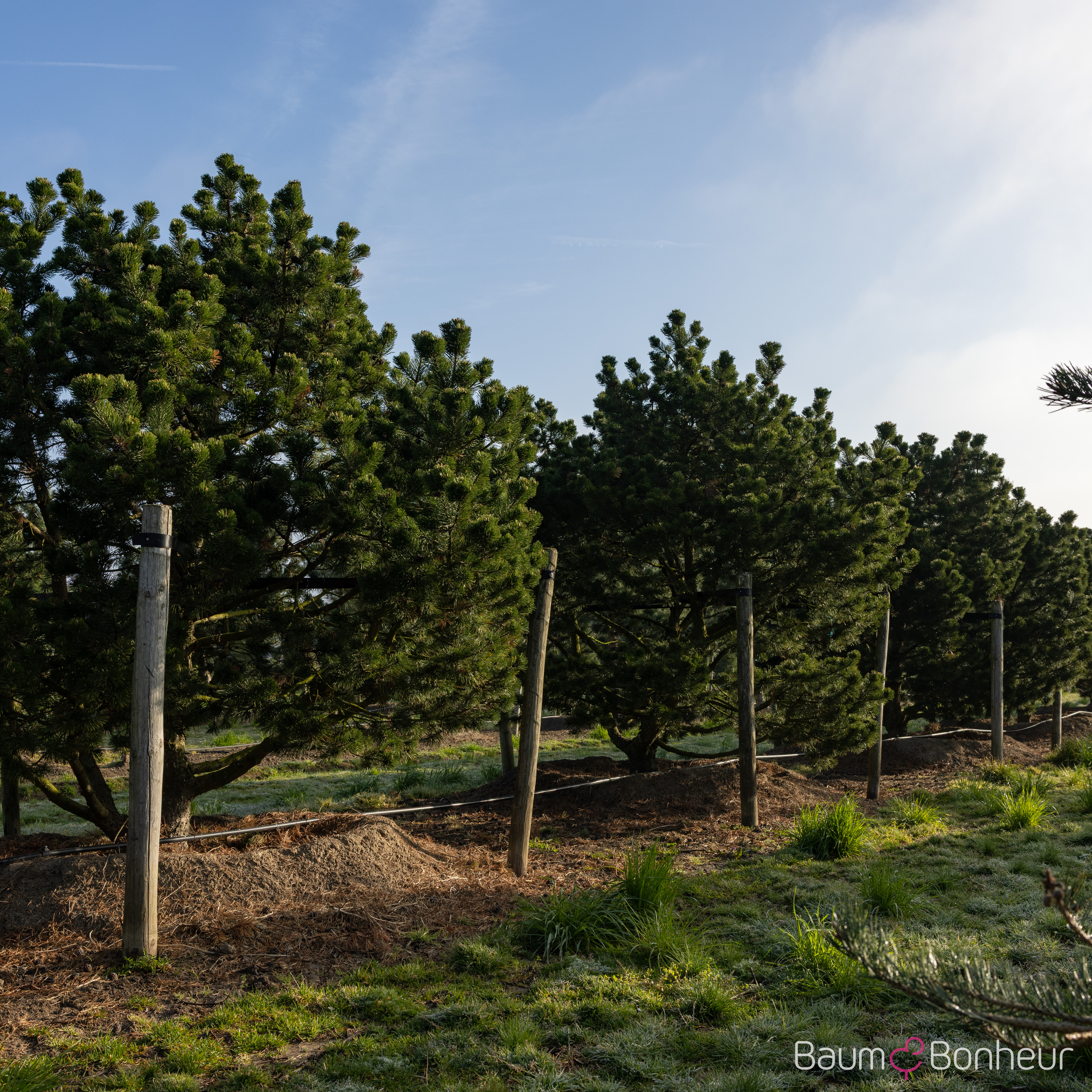 Pinus mugo 'Gnom'