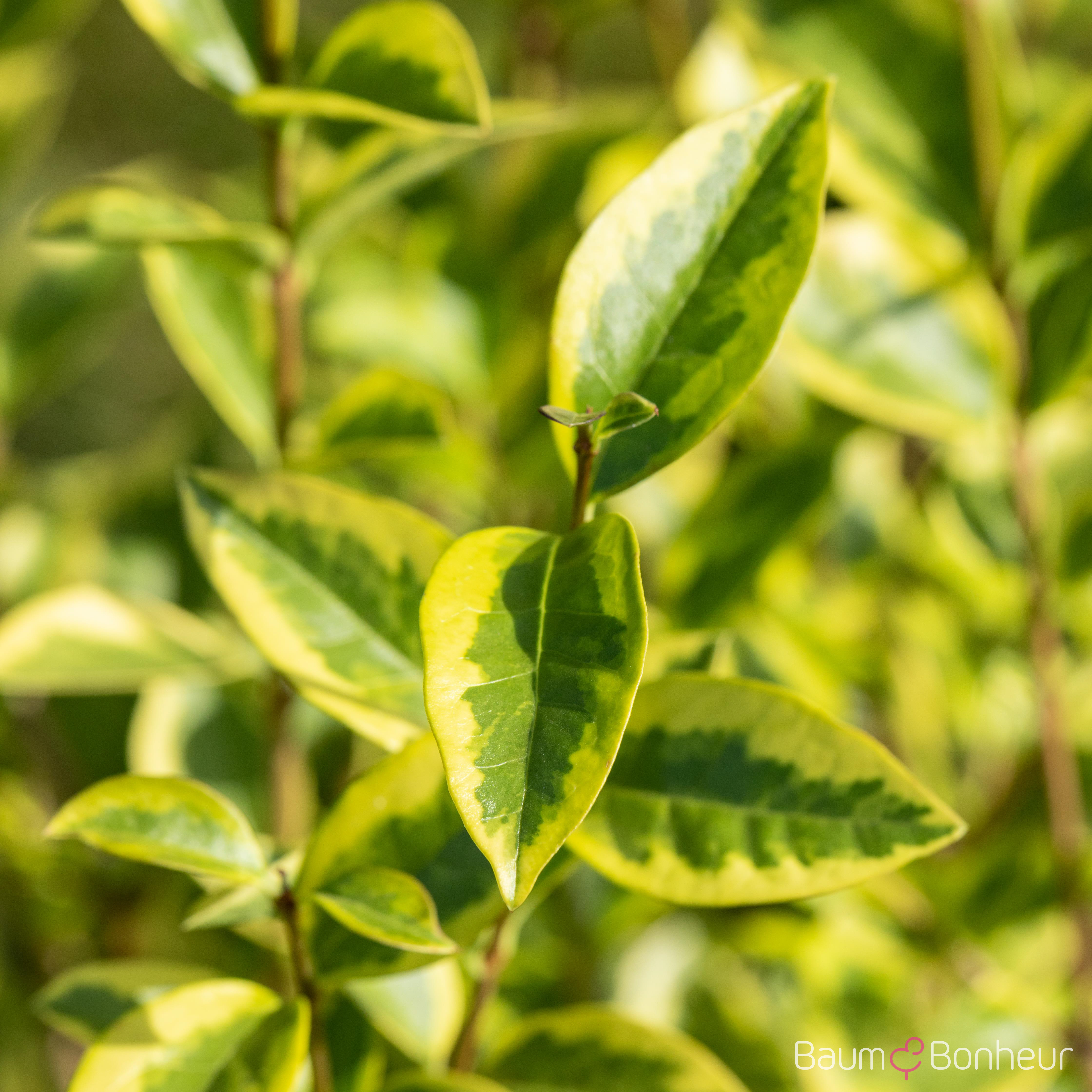 Ligustrum ovalifolium 'Aureum'