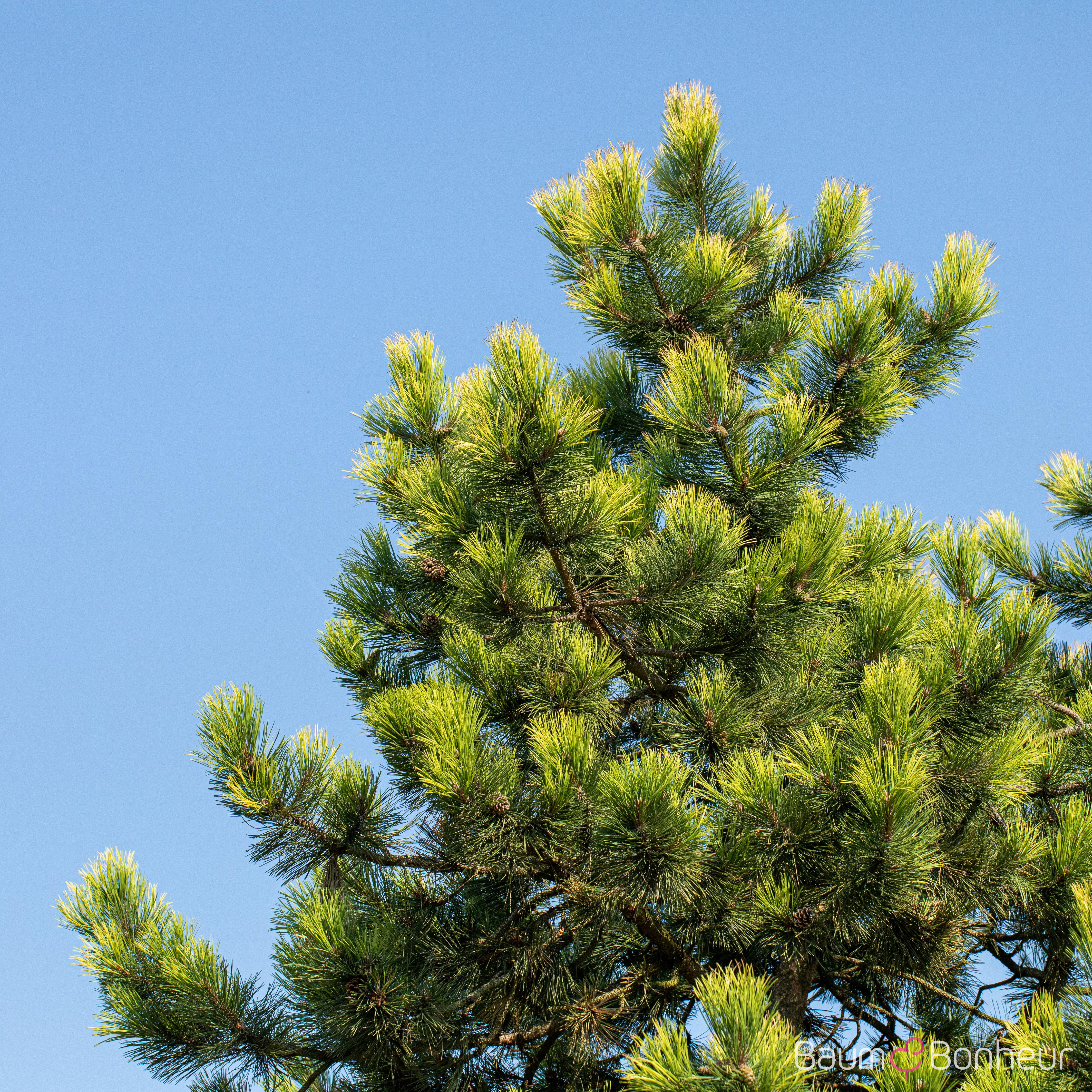 Pinus mugo