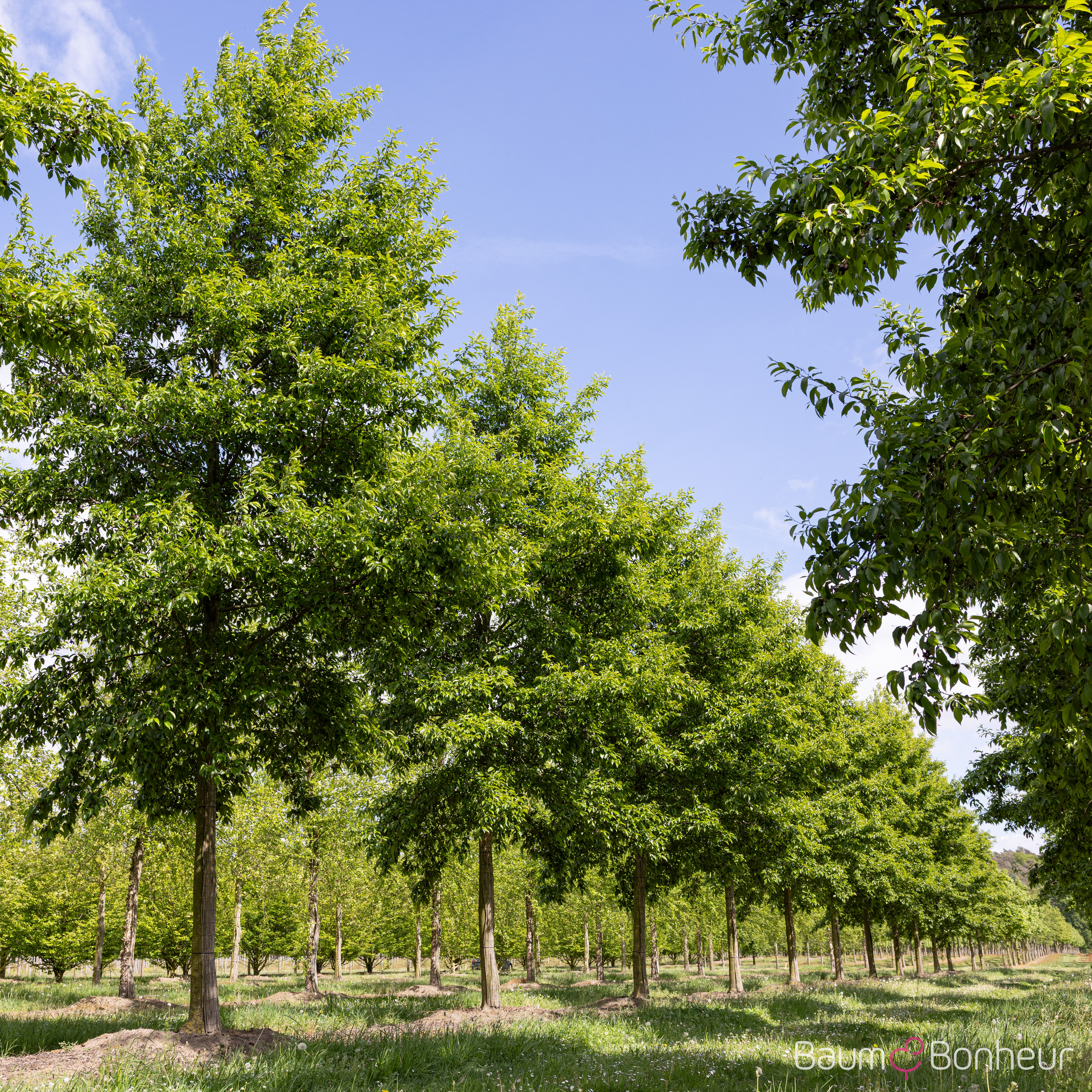 Alnus x spaethii