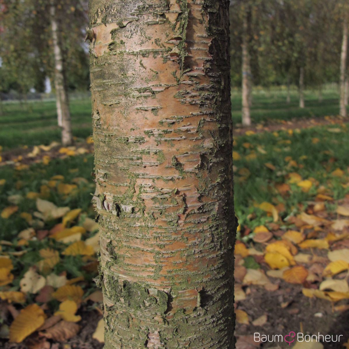 Betula maximowicziana