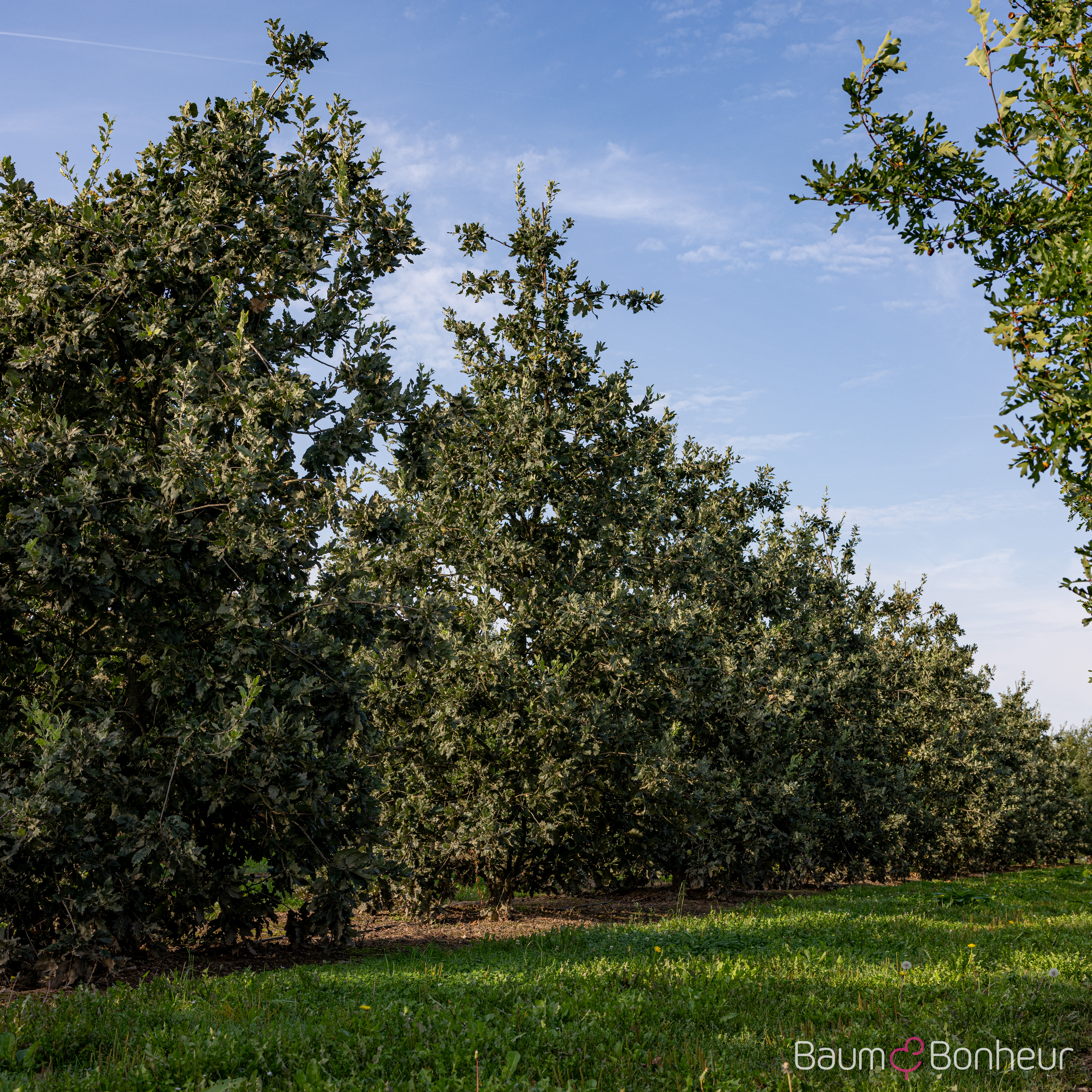Quercus ithaburensis 'Hemelrijk'