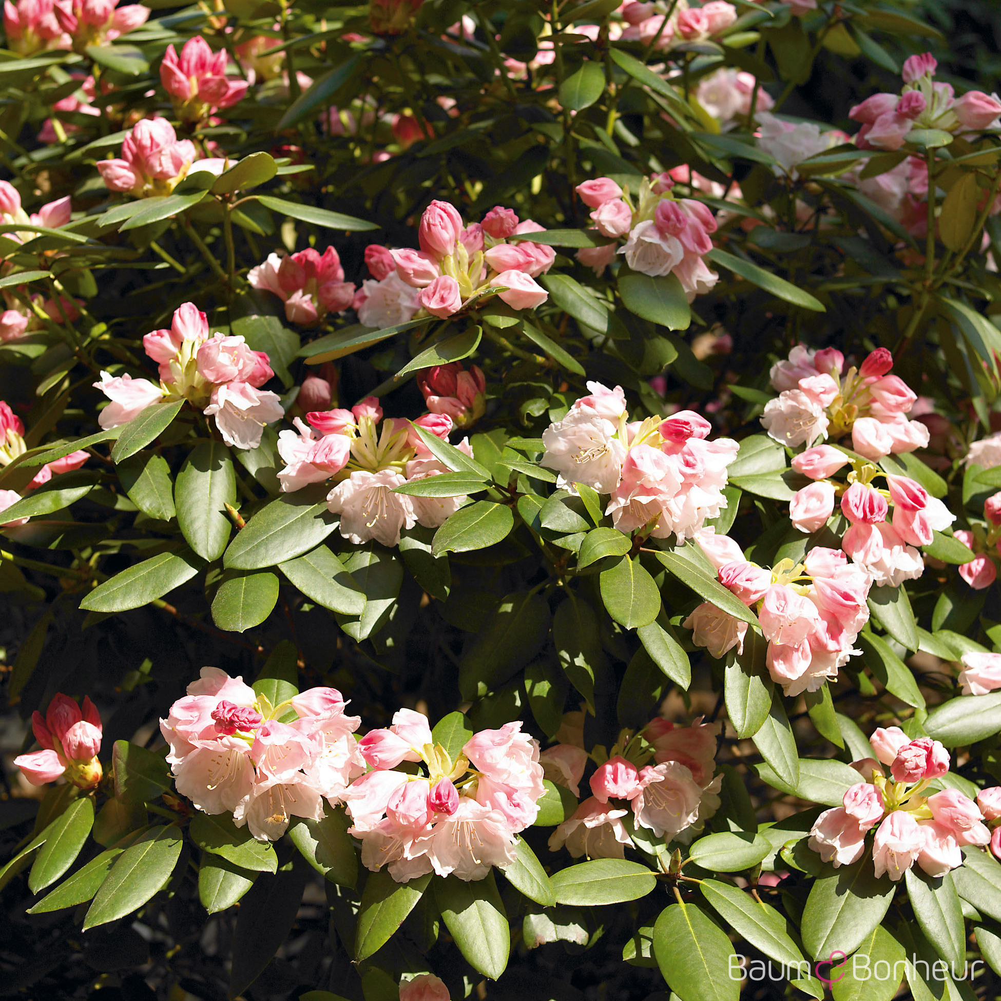 Rhododendron yakushimanum 'Edelweiß'