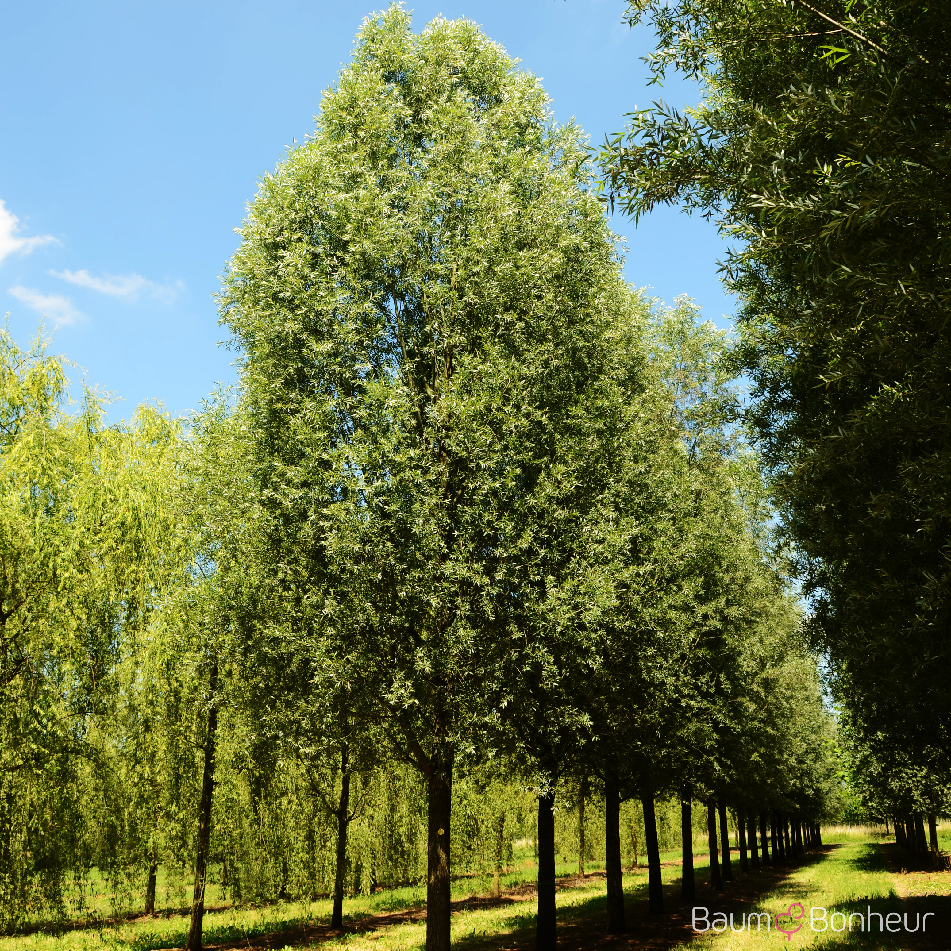 Salix alba 'Liempde'