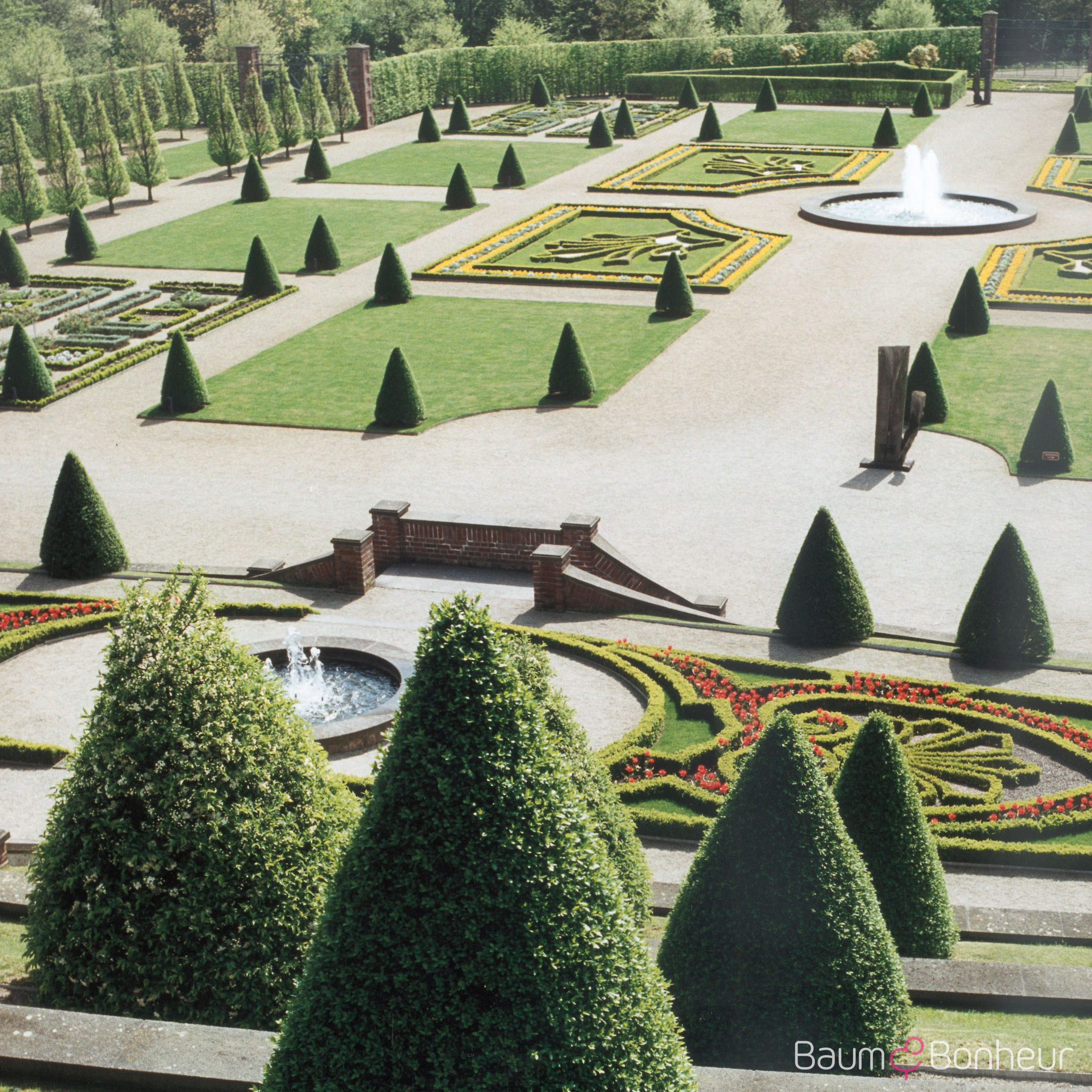 Ligustrum vulgare 'Atrovirens'