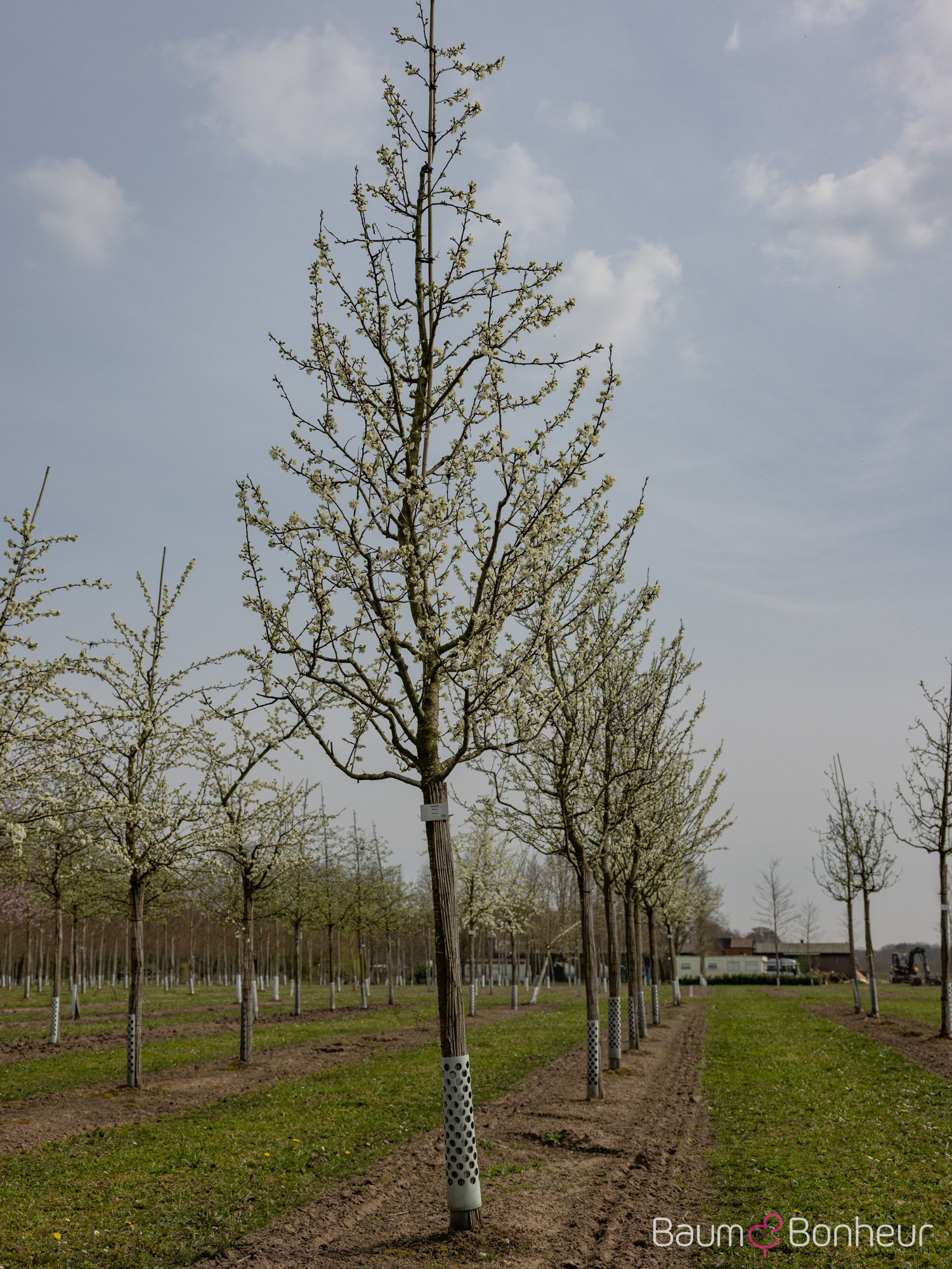 Prunus domestica 'The Czar'