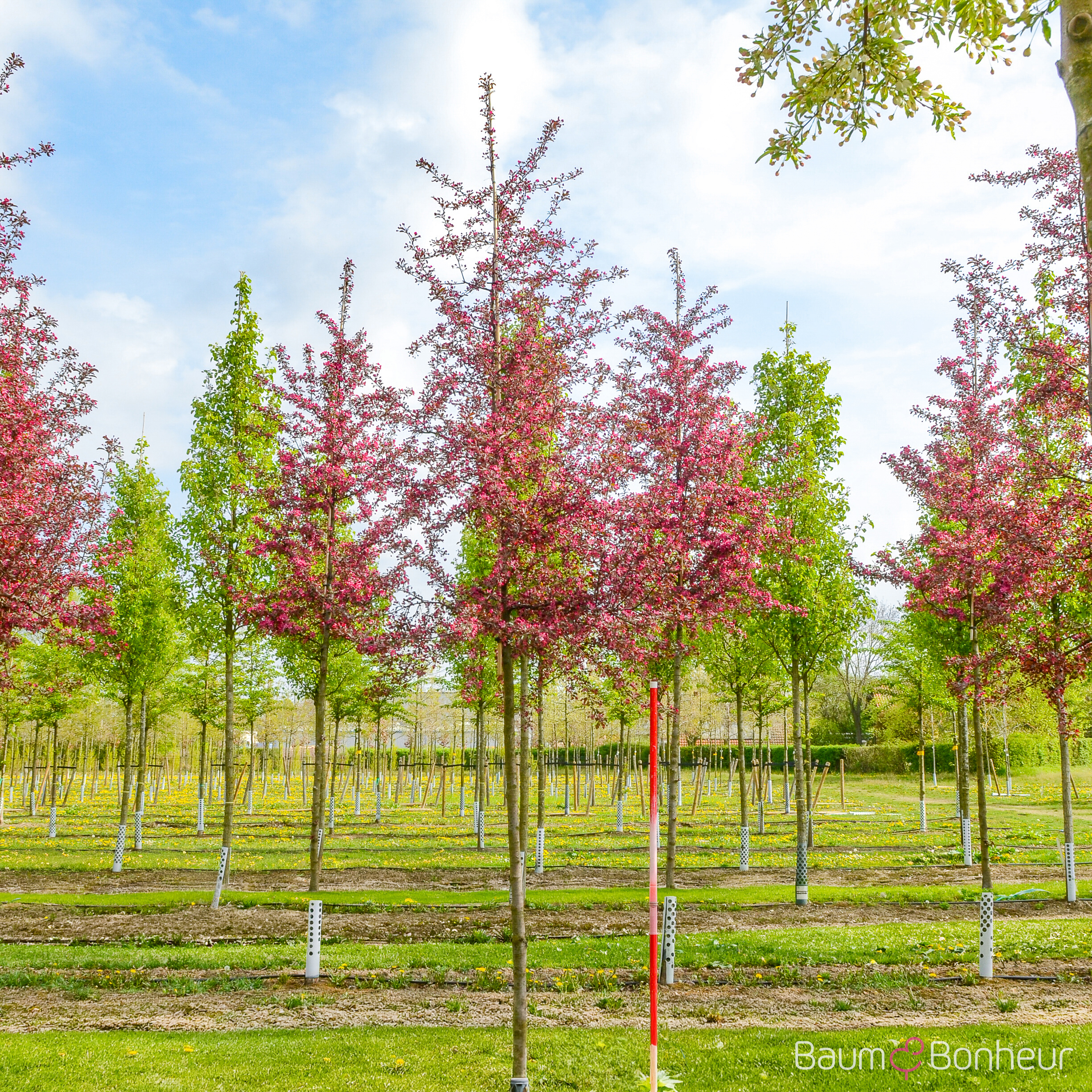 Malus 'Freija' -R-