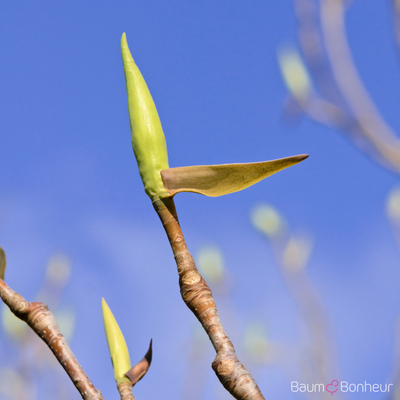 Magnolia tripetala