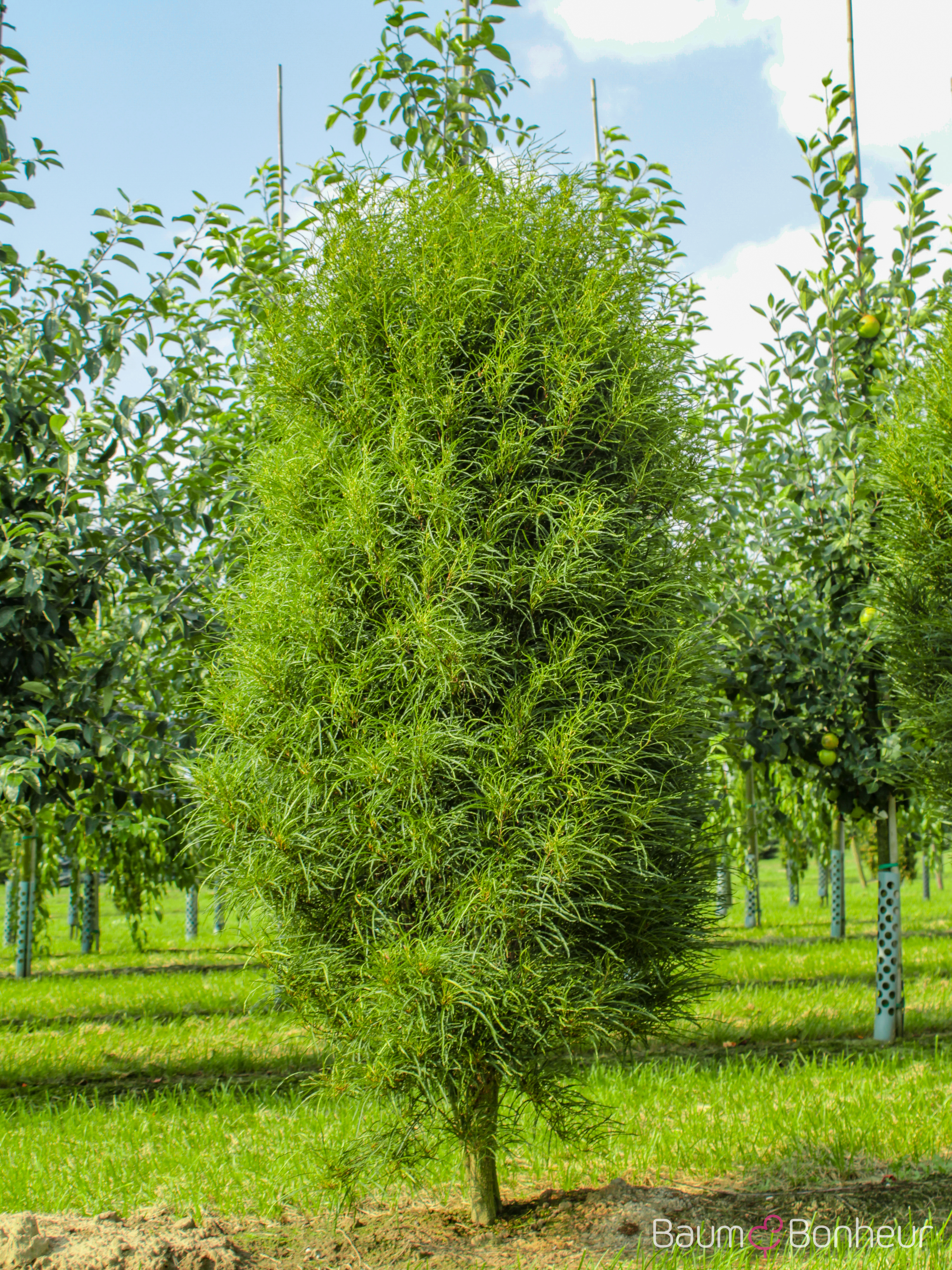 Rhamnus frangula 'Fine Line' -R-