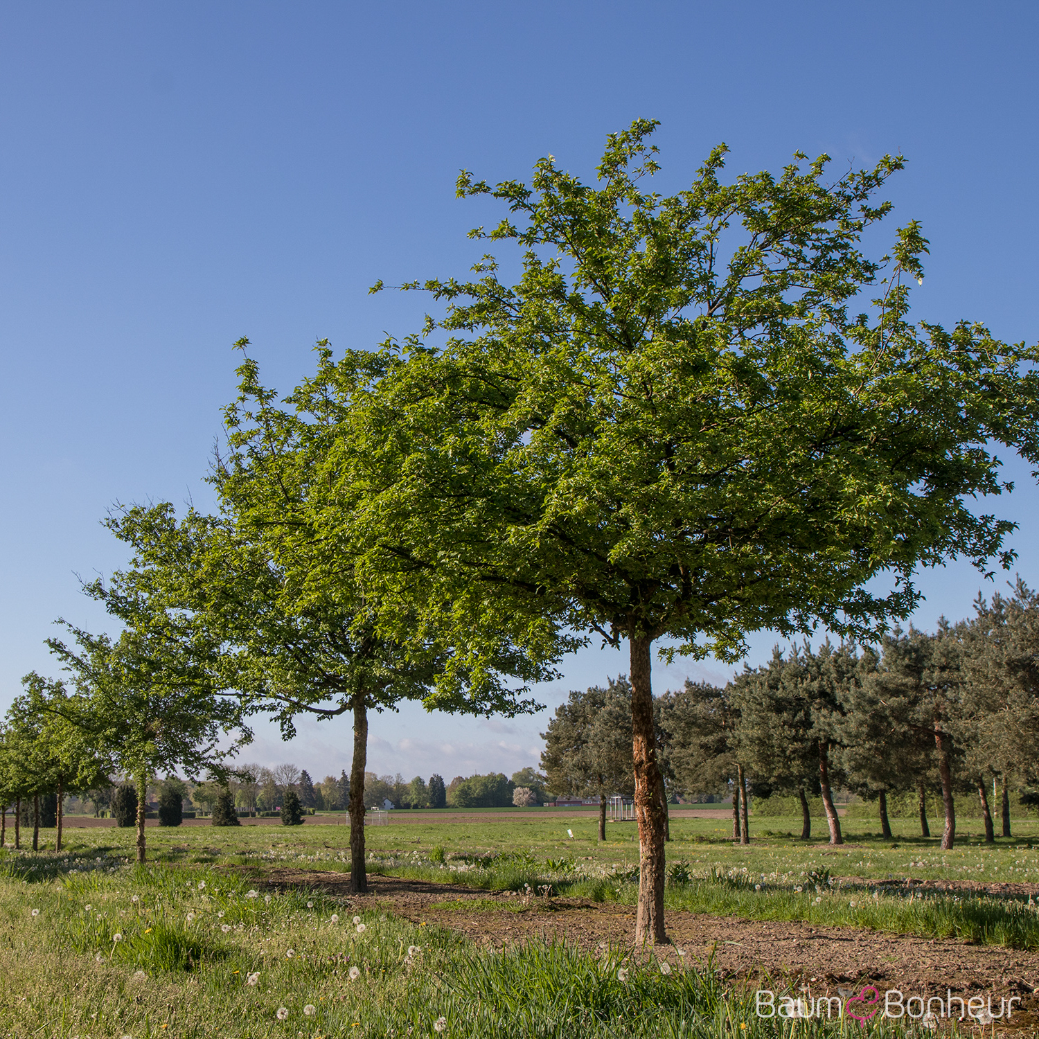 Cornus mas