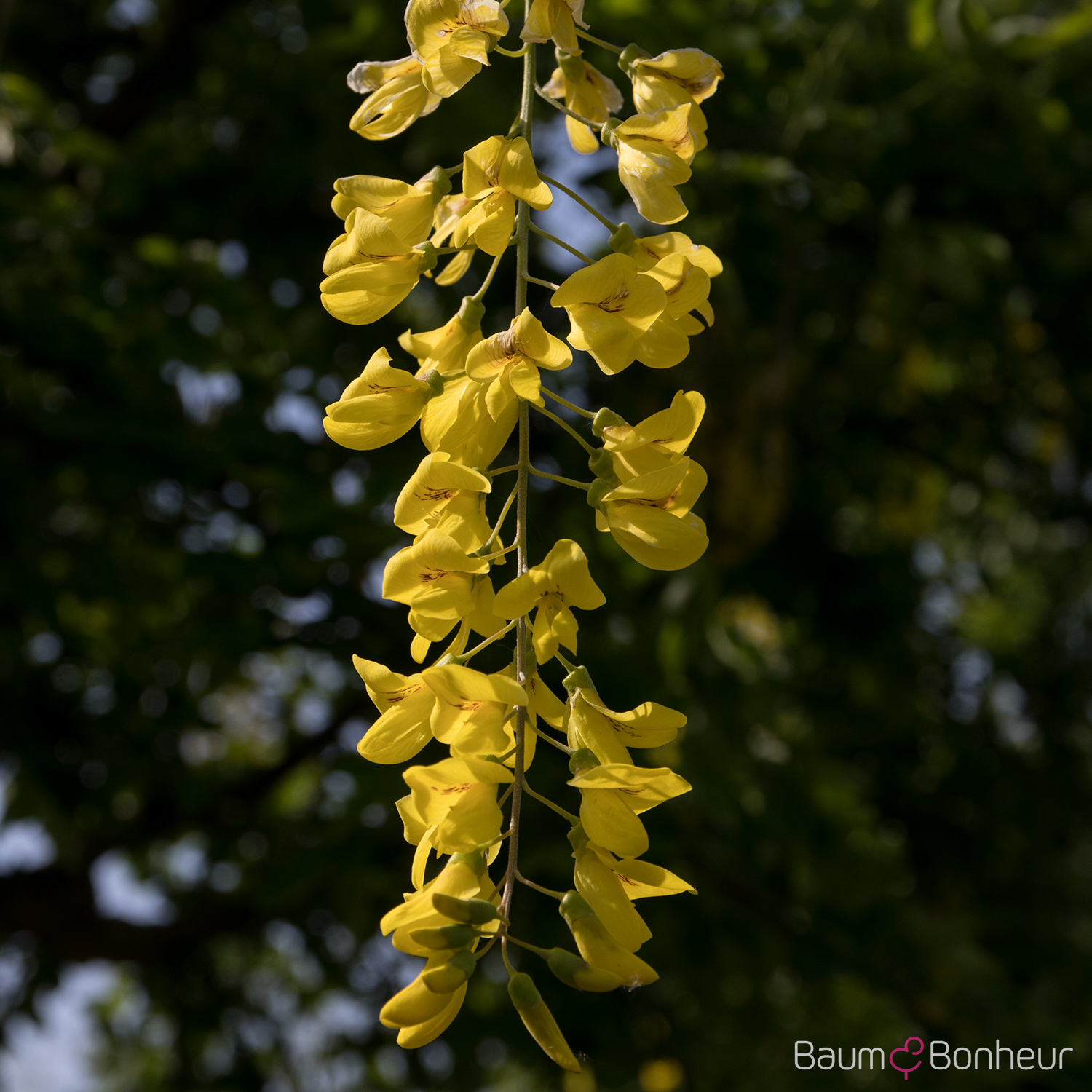 Laburnum anagyroides